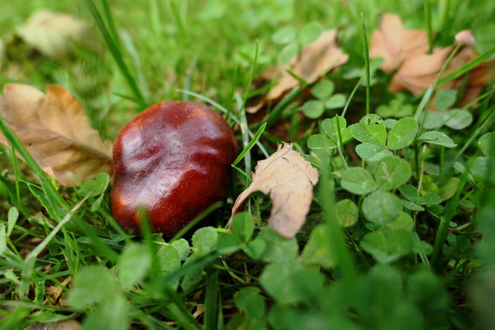 Panasonic Lumix DMC-LX10 (Lumix DMC-LX15) sample photo. Autumn, autumn leaf, chestnut photography
