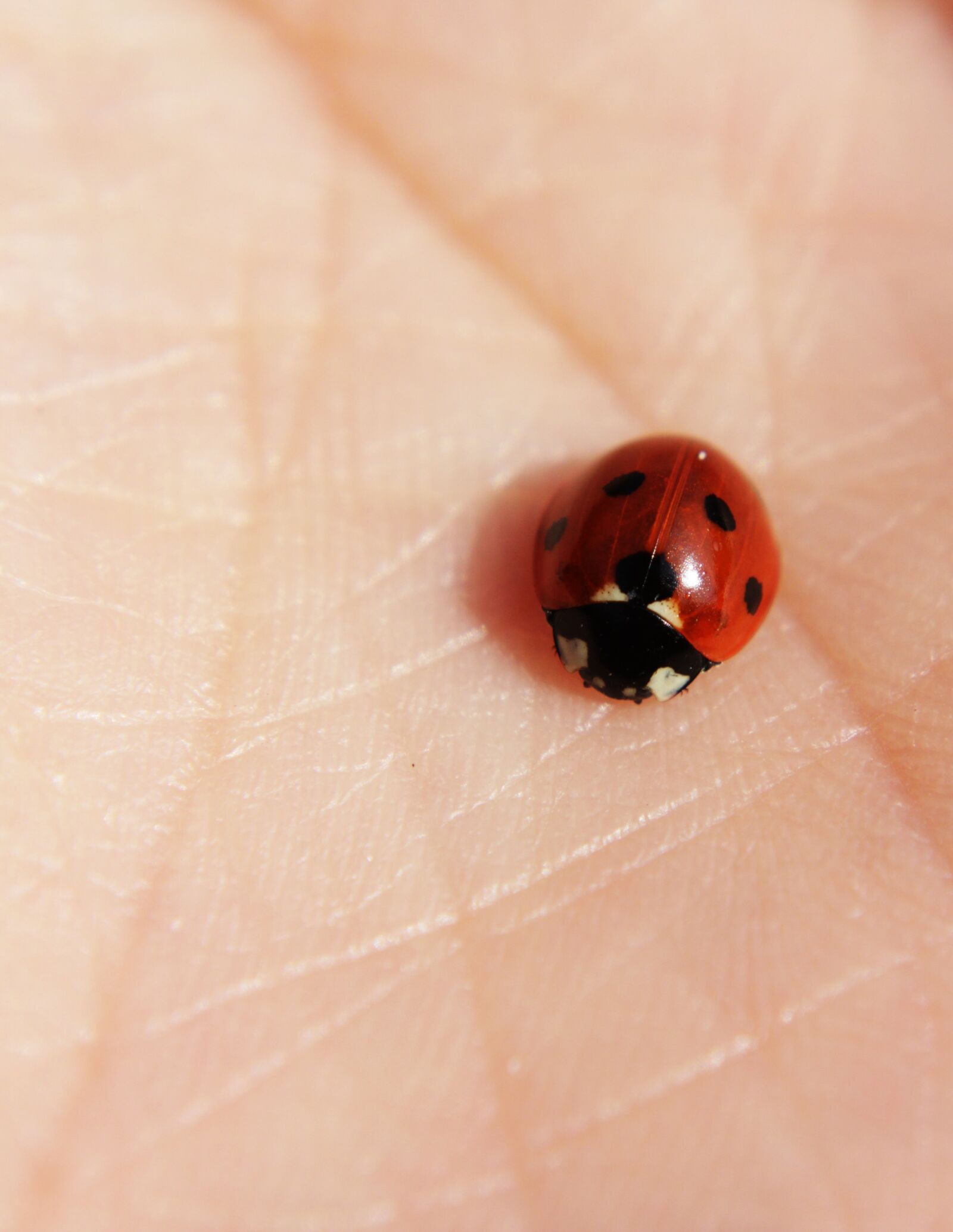 Canon EOS 2000D (EOS Rebel T7 / EOS Kiss X90 / EOS 1500D) sample photo. Ladybug, hand, skin photography