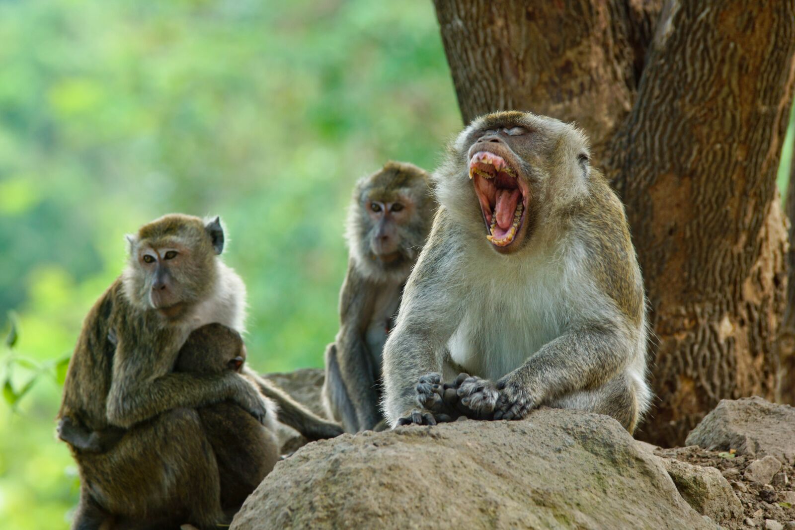 Sony SLT-A77 sample photo. Animals, monkey, romantic photography