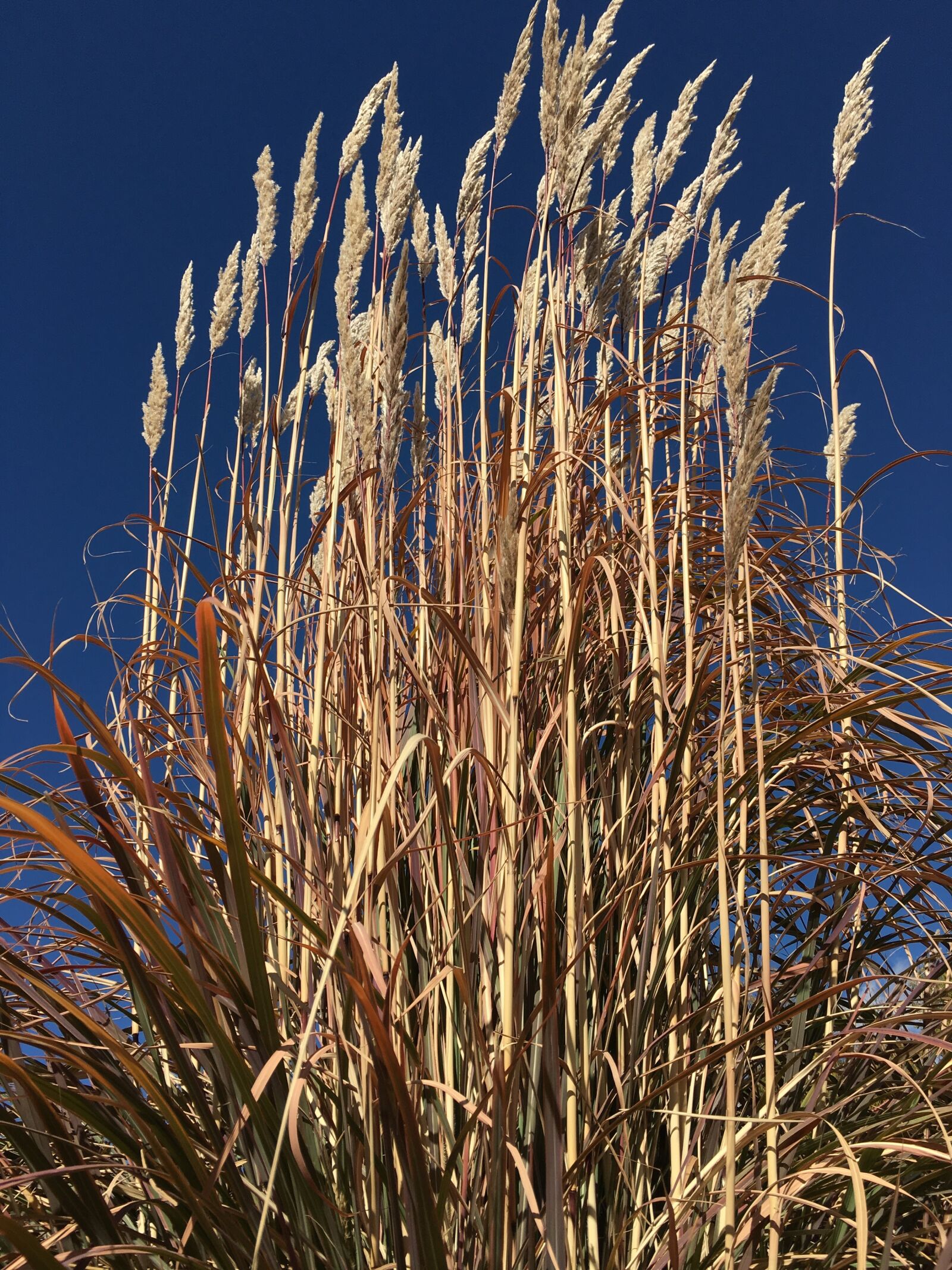 Apple iPhone 6s sample photo. Grass, landscape, green photography