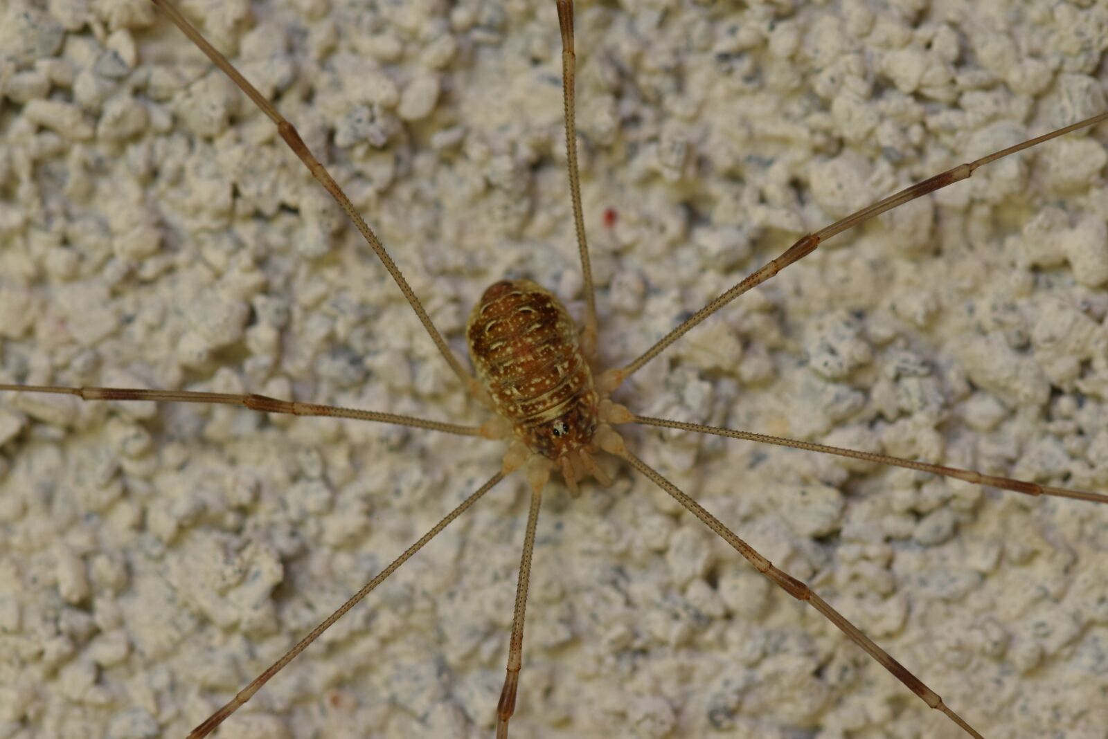 Nikon D5300 sample photo. Spider, animal, nature photography