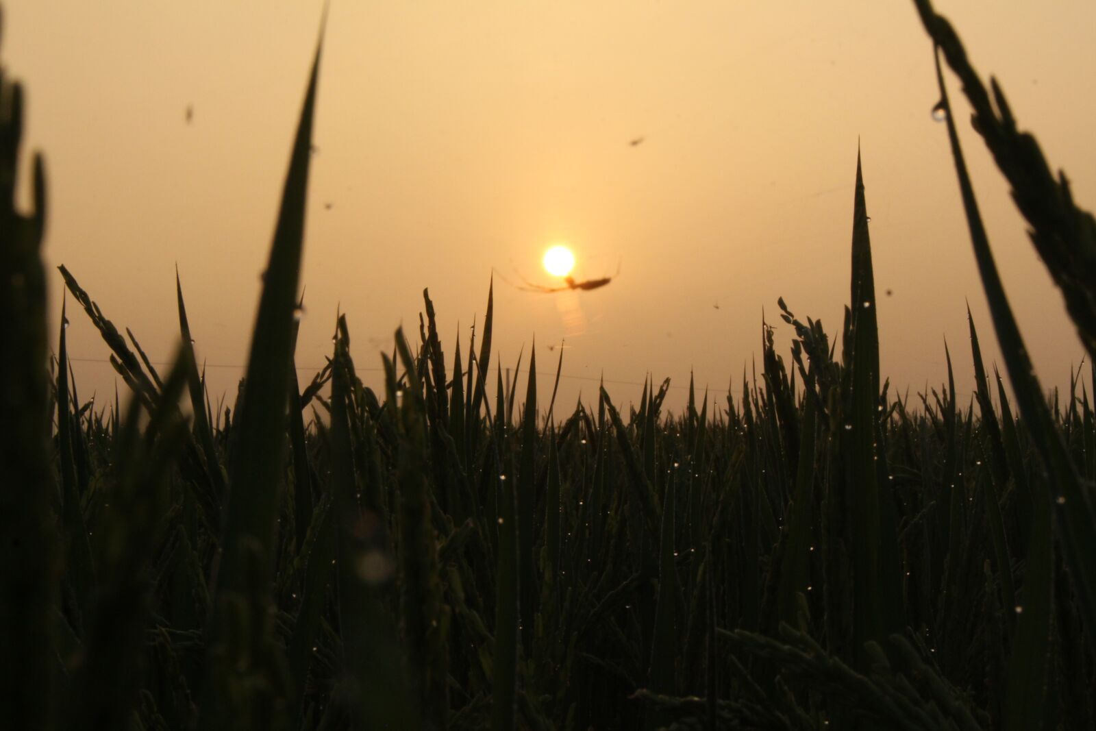 Canon EOS 700D (EOS Rebel T5i / EOS Kiss X7i) sample photo. The sun, dawn, orange photography