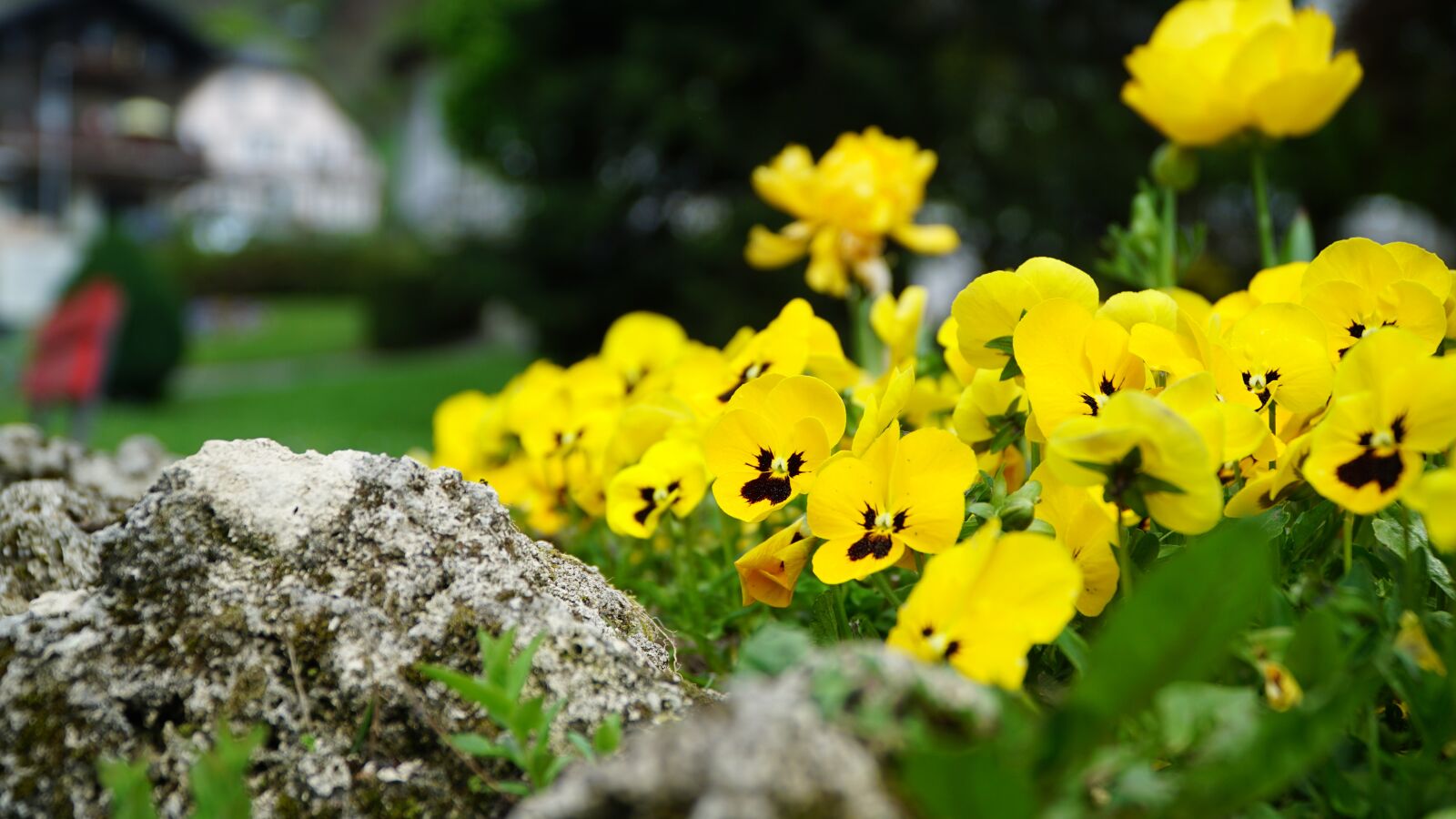 Sony a6000 sample photo. Flowers, plant, nature photography