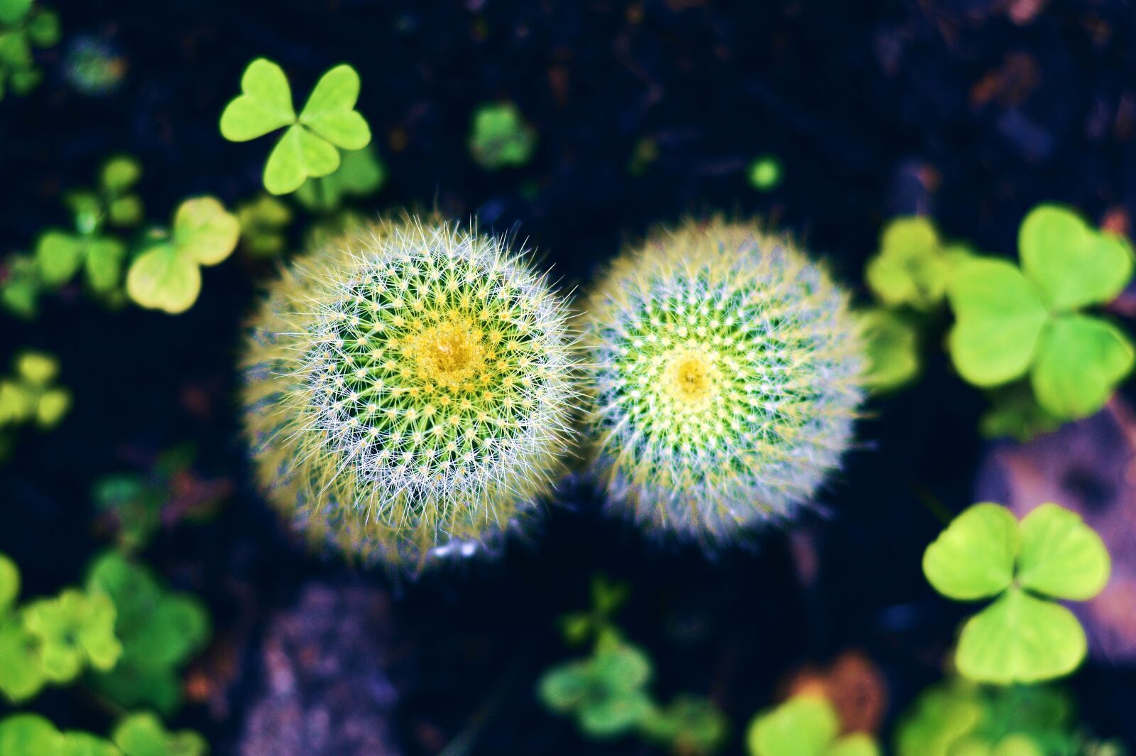Nikon D3200 sample photo. Cacti, leaves, macro photography