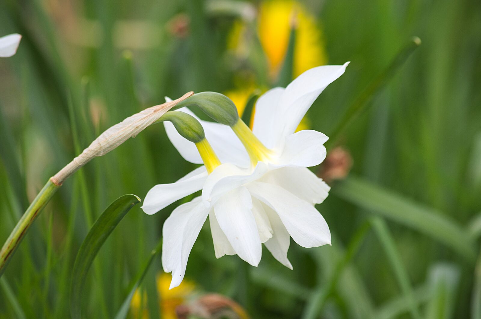 Nikon D5100 sample photo. Daffodils, flowers, flora photography