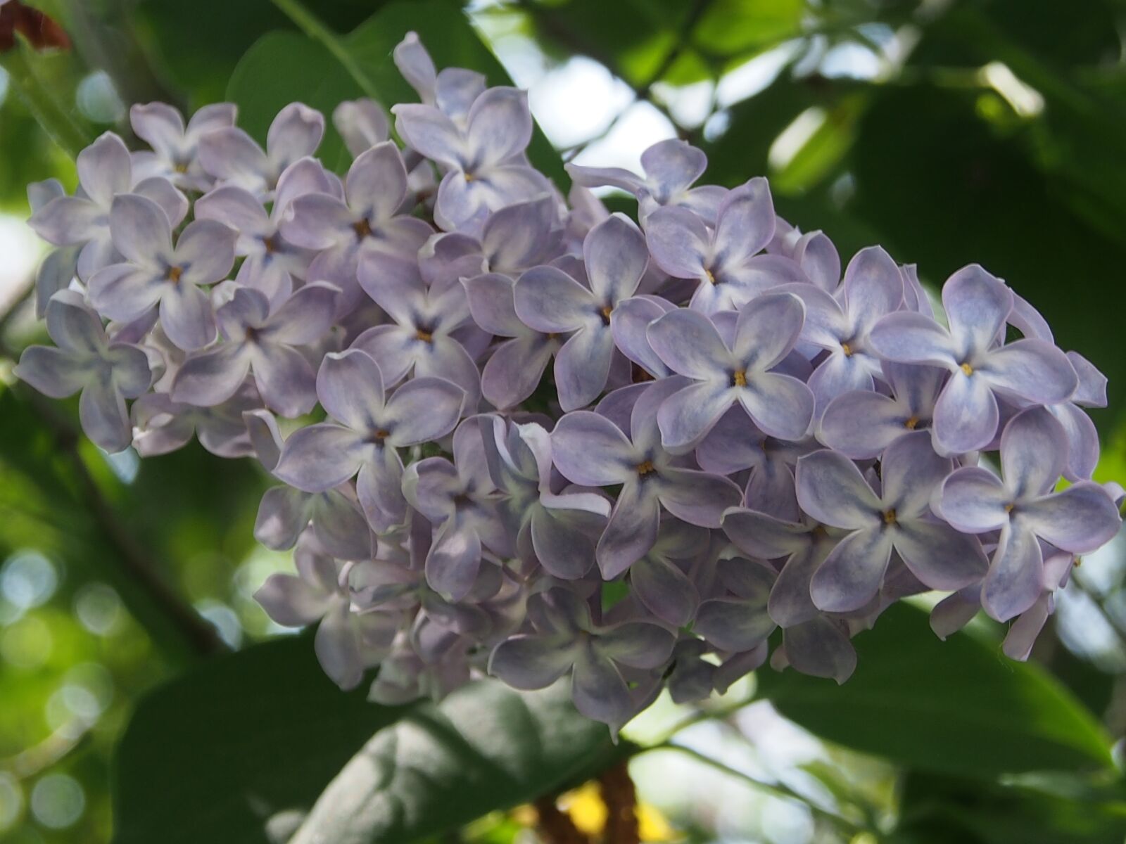Olympus OM-D E-M5 sample photo. Lilac, flowers, lilac flower photography