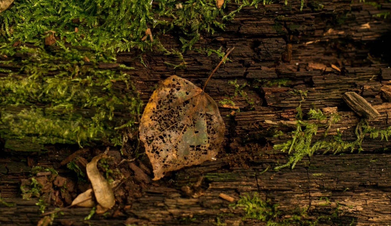 Nikon D5300 sample photo. Moss, leaf, wood photography