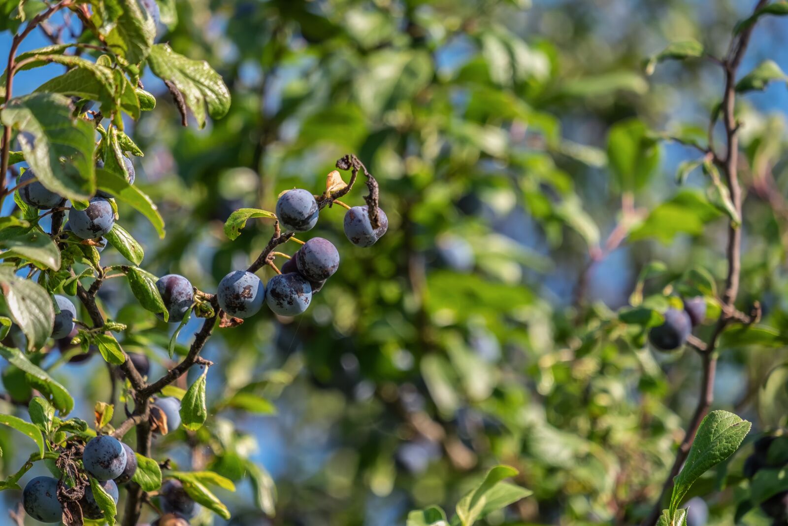Fujifilm XF 55-200mm F3.5-4.8 R LM OIS sample photo. Fruit tree, wild plum photography