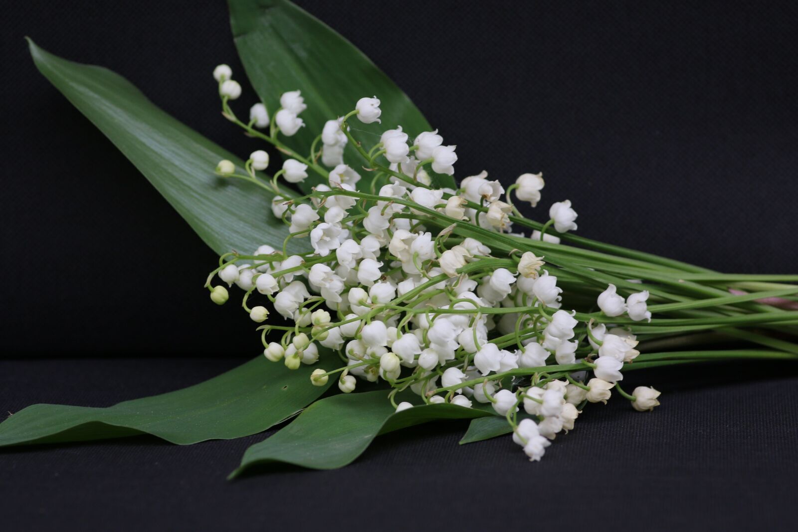 Canon EOS 70D sample photo. Thrush, may 1, flower photography