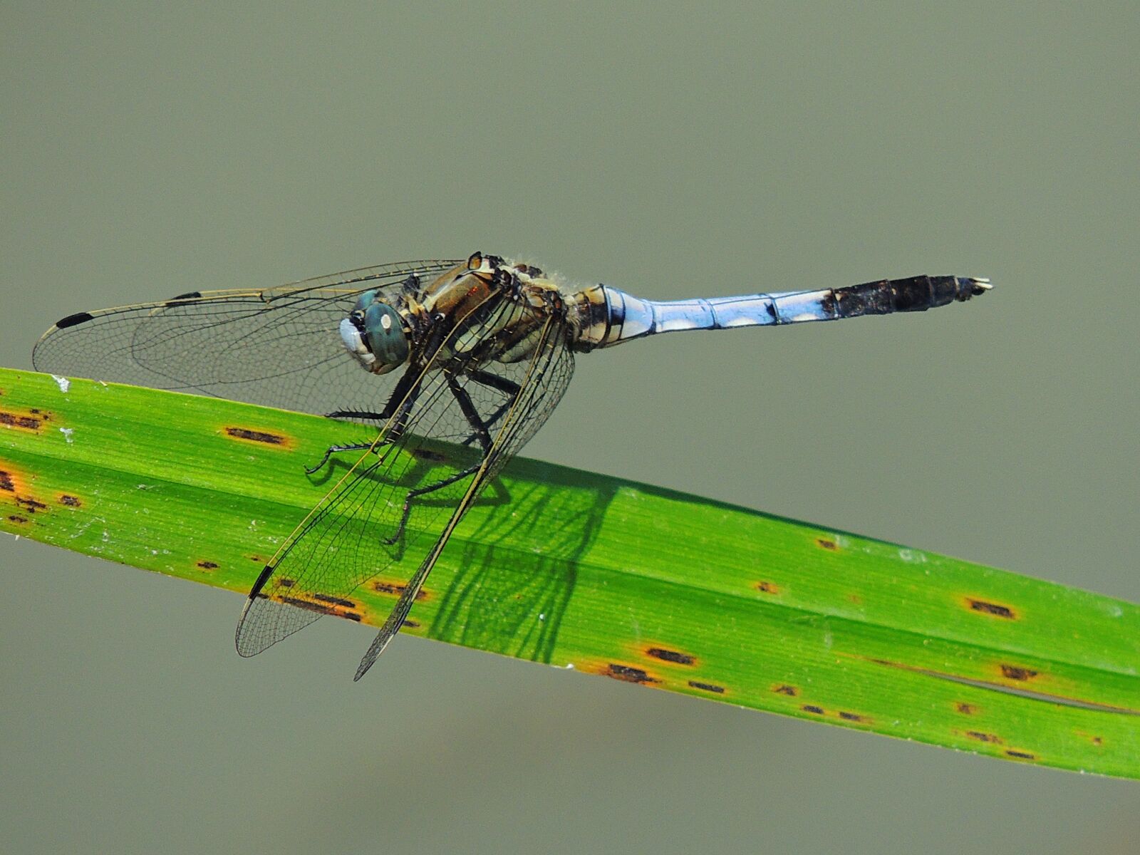 Nikon Coolpix P510 sample photo. Nature, green, wings photography