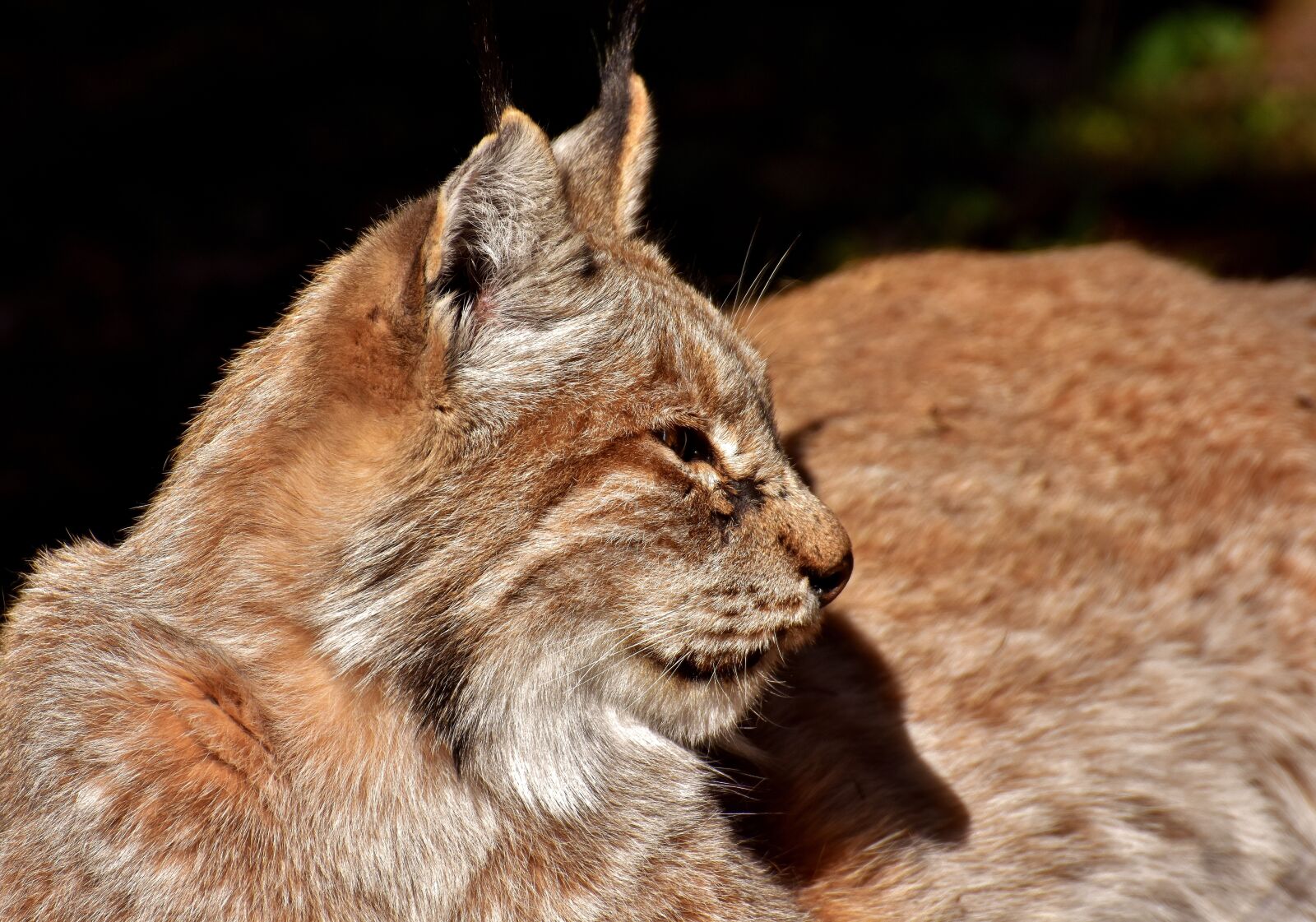 Nikon D7200 sample photo. Lynx, wild animal, wildcat photography