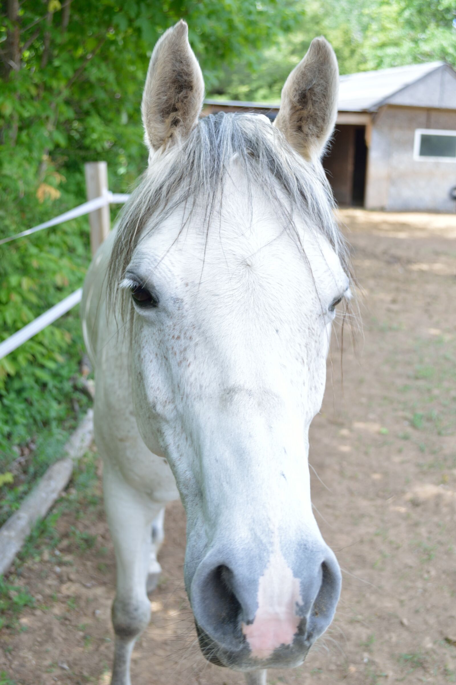 Nikon D3200 sample photo. Horse, white horse, farm photography
