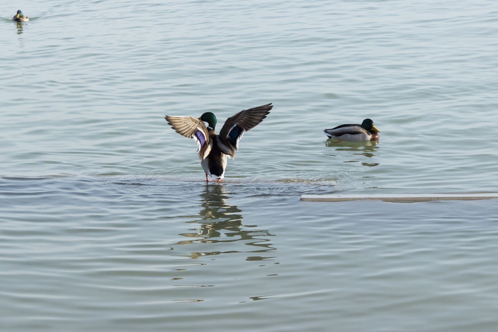 Canon EOS 1300D (EOS Rebel T6 / EOS Kiss X80) sample photo. Duck, wild ducks, teal photography
