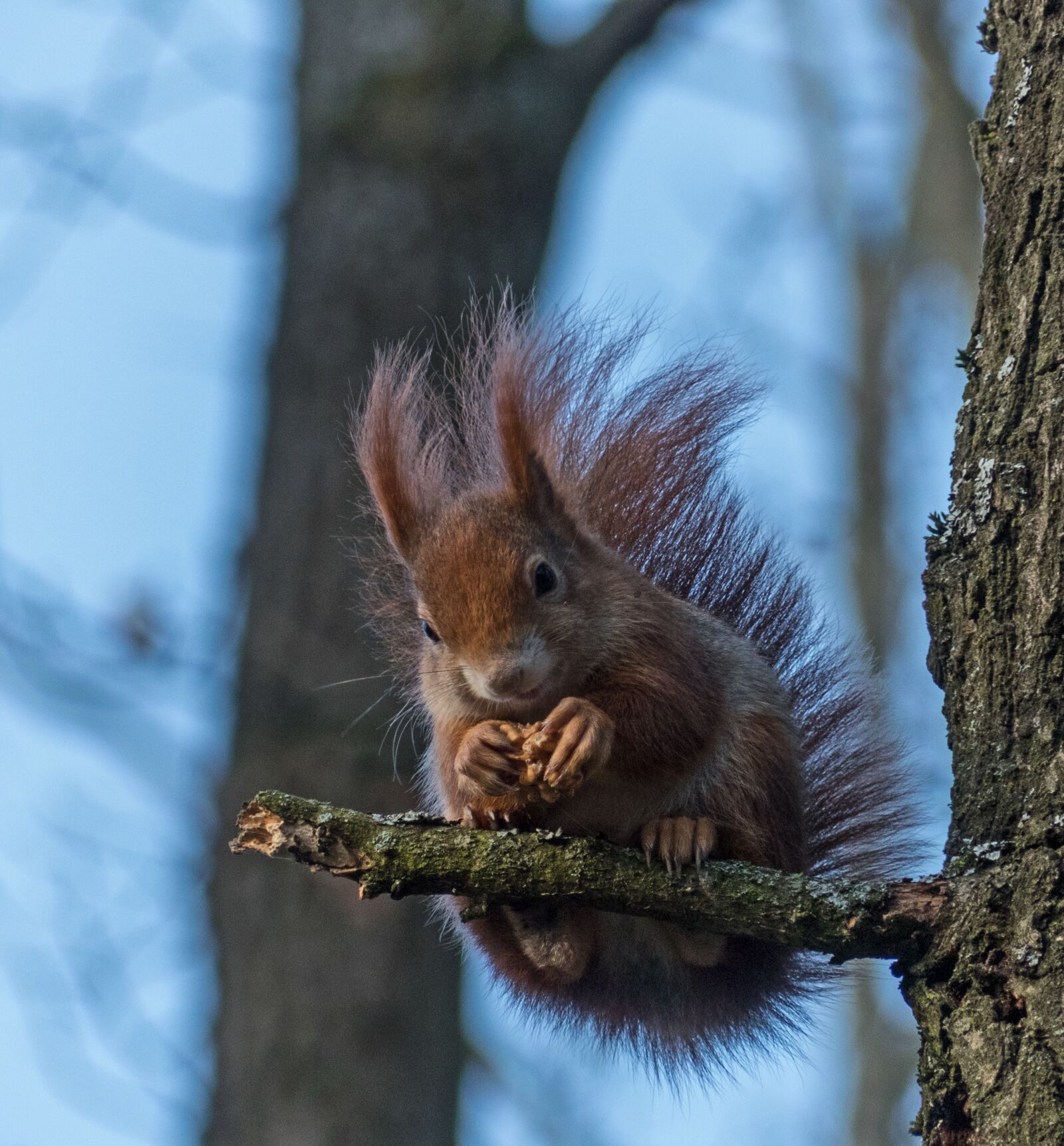 Panasonic Lumix DMC-FZ300 sample photo. Squirrel, mammal, tree photography