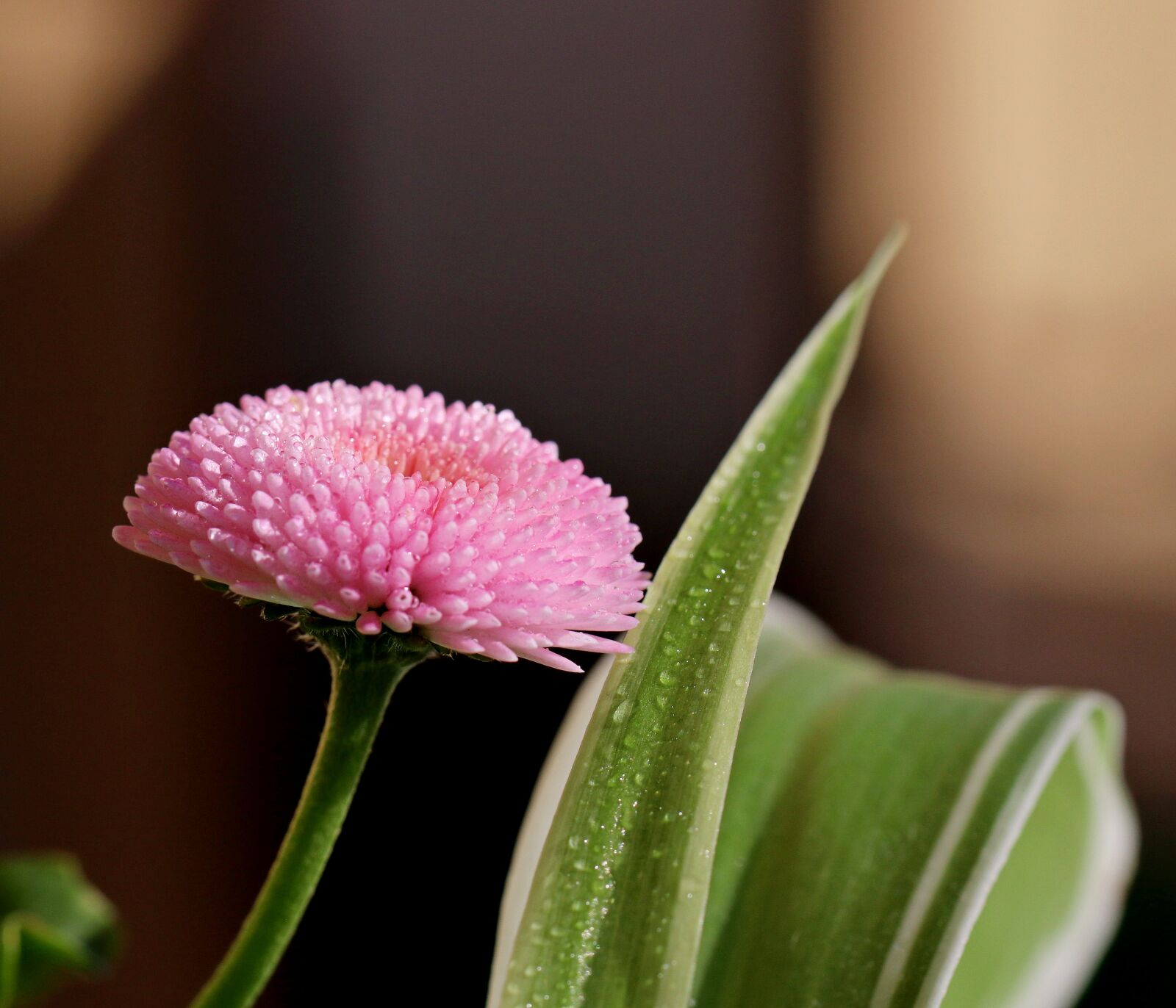 Canon EOS 80D sample photo. Flower, pink, garden photography