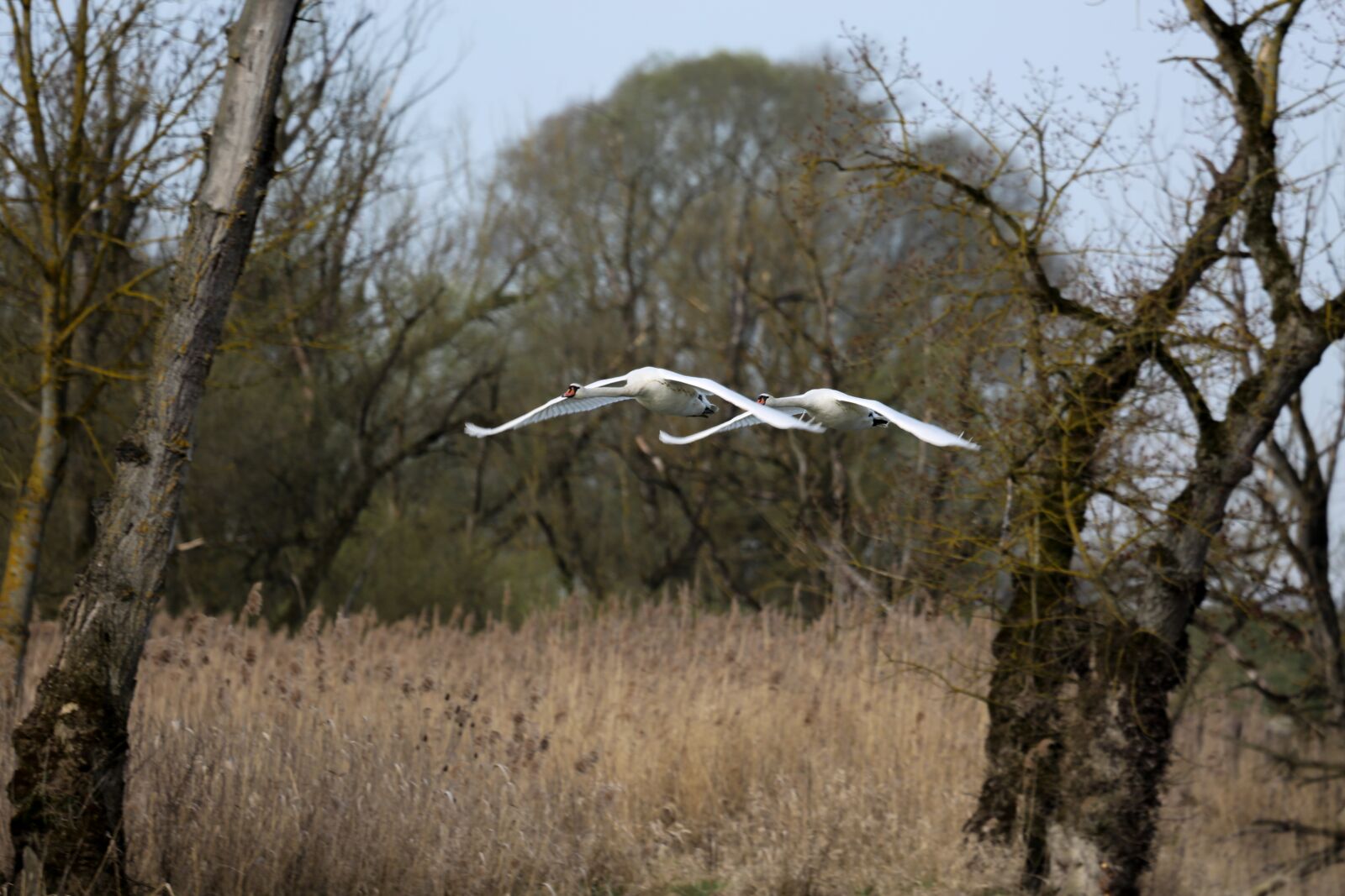 Canon EF 100-400mm F4.5-5.6L IS USM sample photo. Swans, studying flight, flying photography