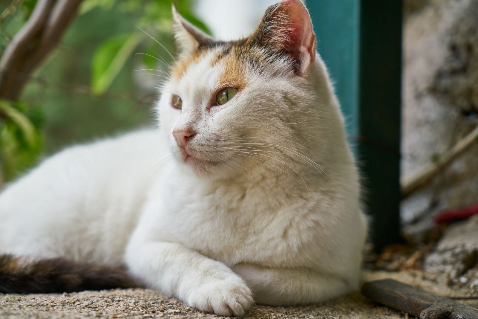 Sony a7R II sample photo. Cat, white, portrait photography