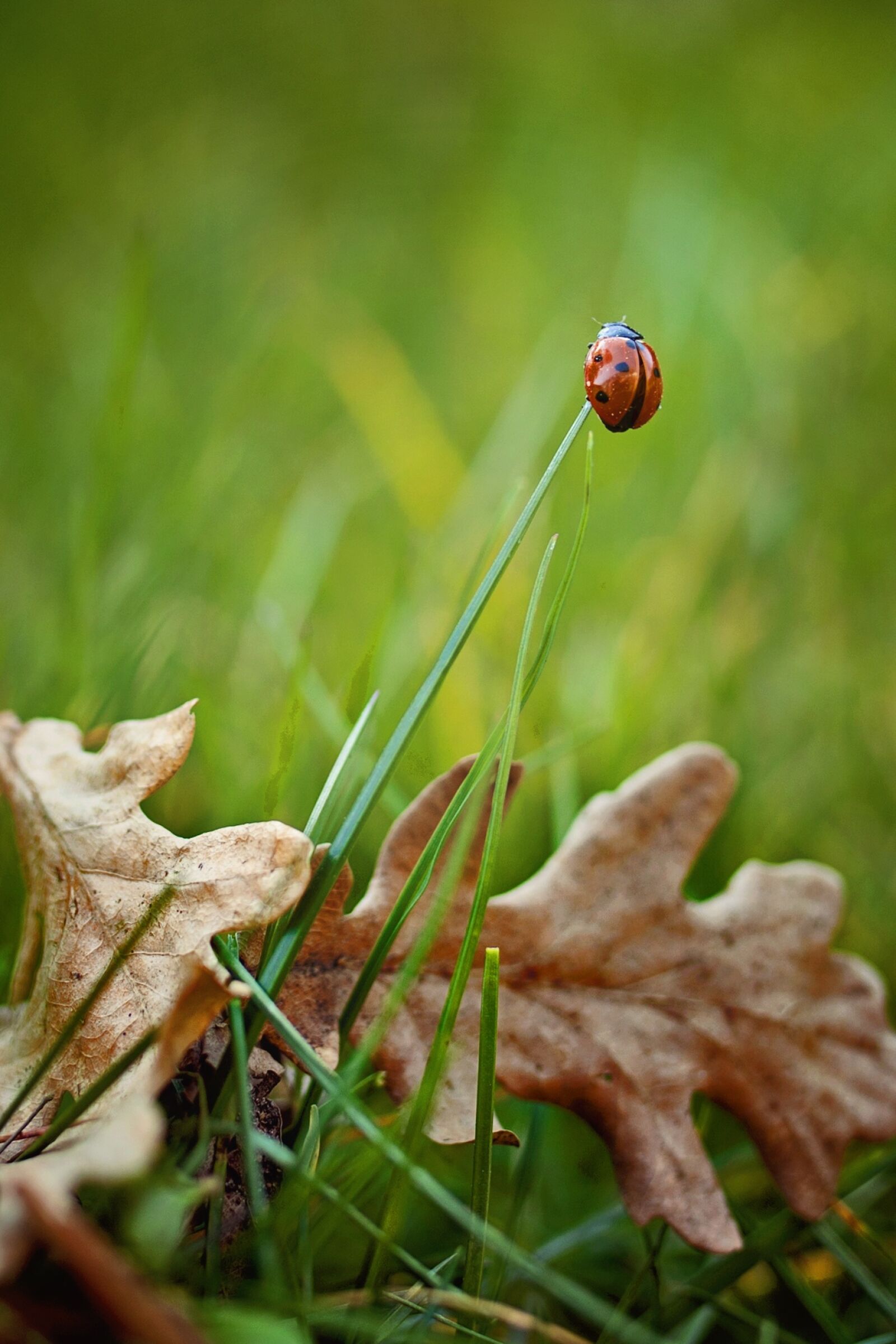 Canon EOS 5D Mark II sample photo. Ladybug, grass, nature photography