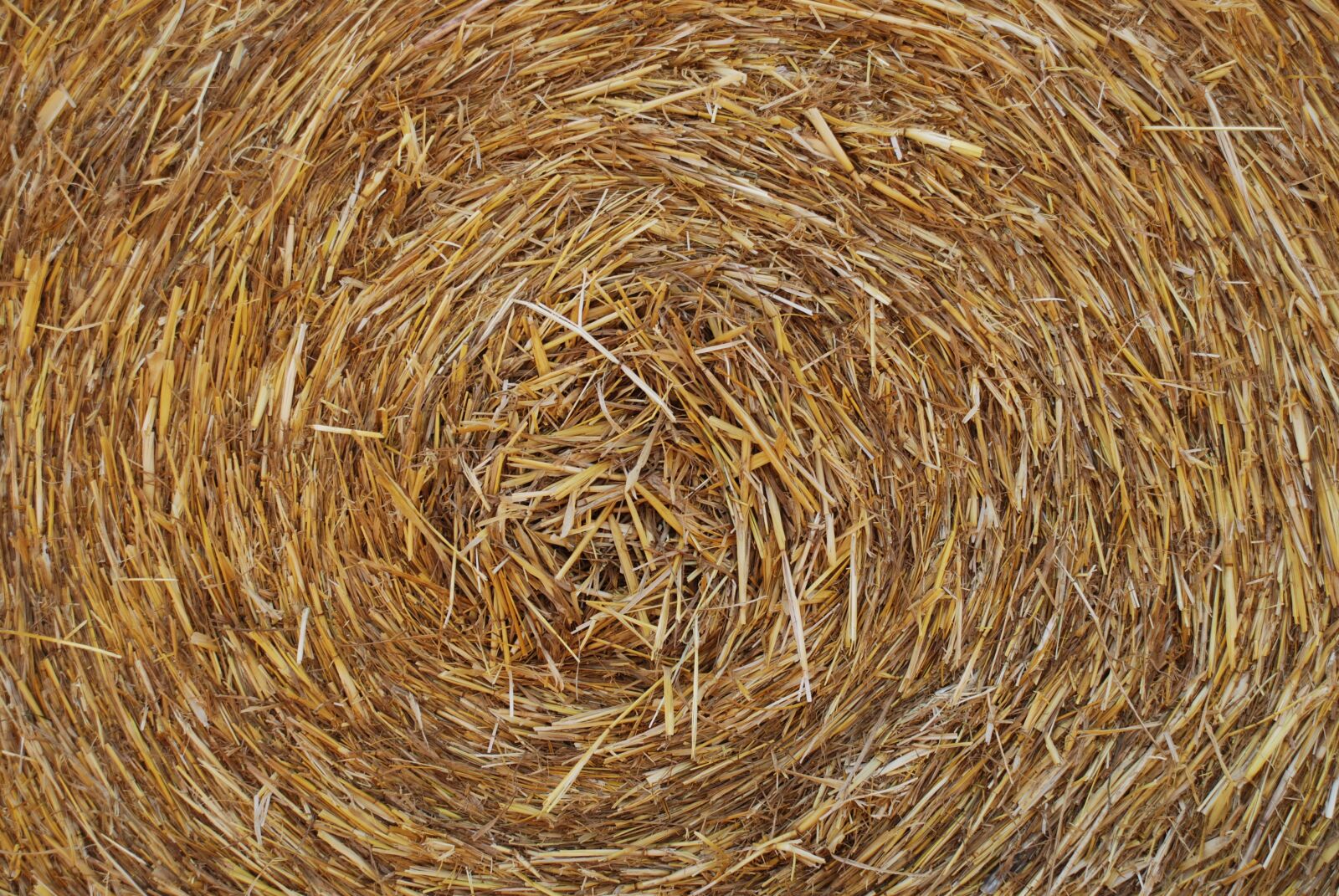 Nikon D80 sample photo. Hay, yellow, nature photography