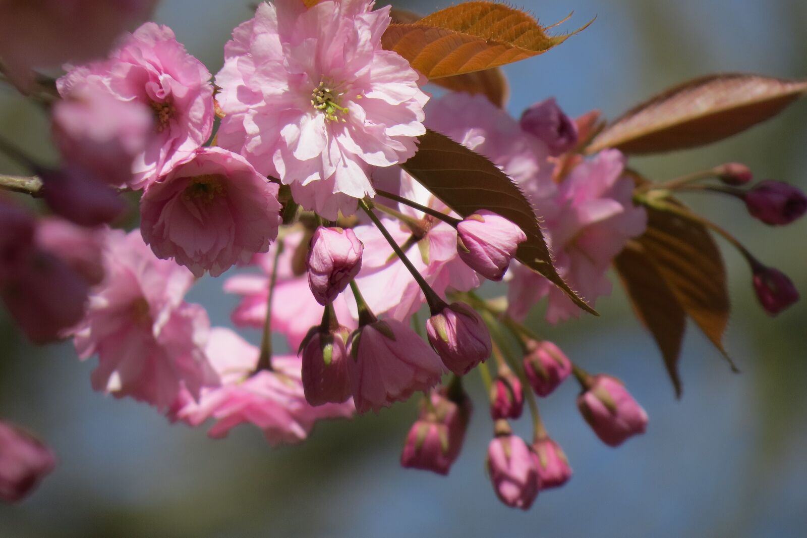 Canon PowerShot SX50 HS sample photo. Cherry blossom, blossom, nature photography