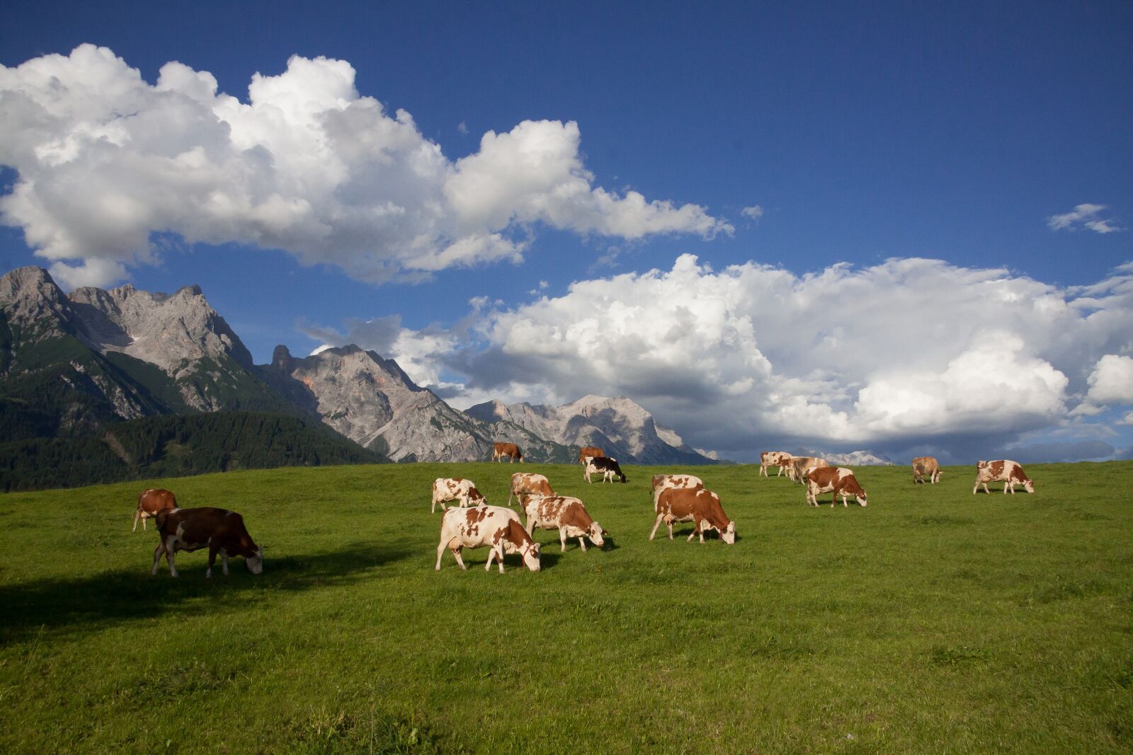 Canon EF-S 17-85mm F4-5.6 IS USM sample photo. Alm, pasture, mountains photography