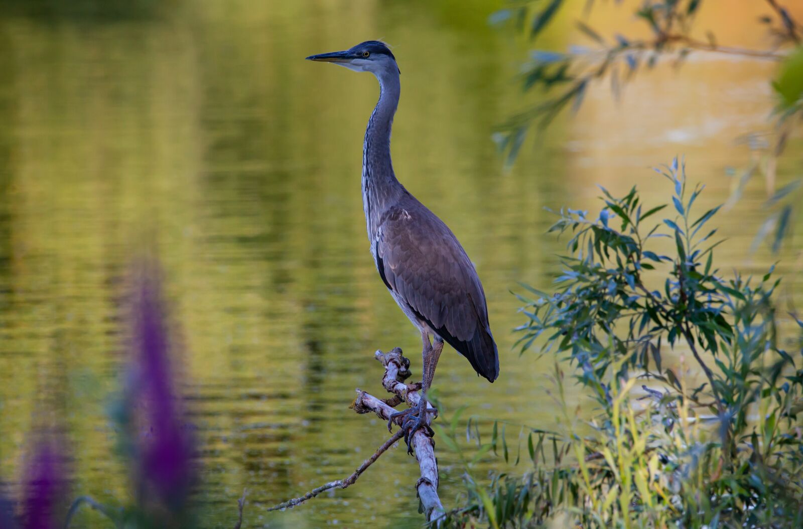 150-600mm F5-6.3 DG OS HSM | Contemporary 015 sample photo. Juvenile heron, waiting, blue photography