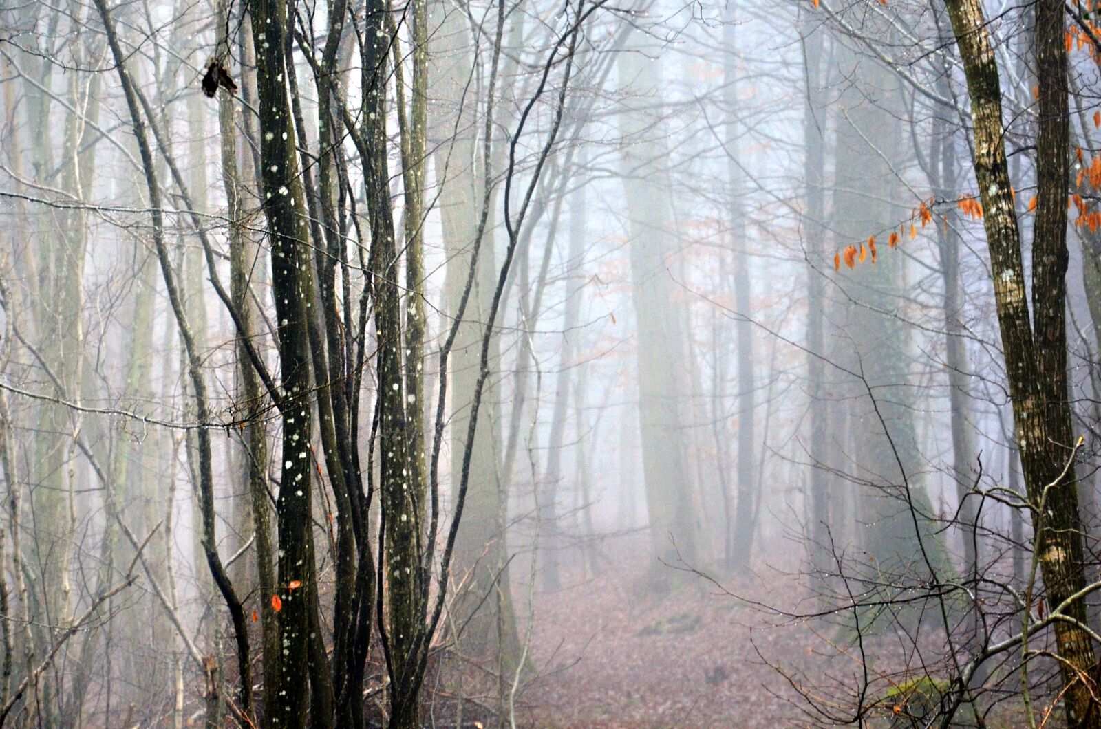 Nikon D5100 sample photo. Forest, fog, nature photography