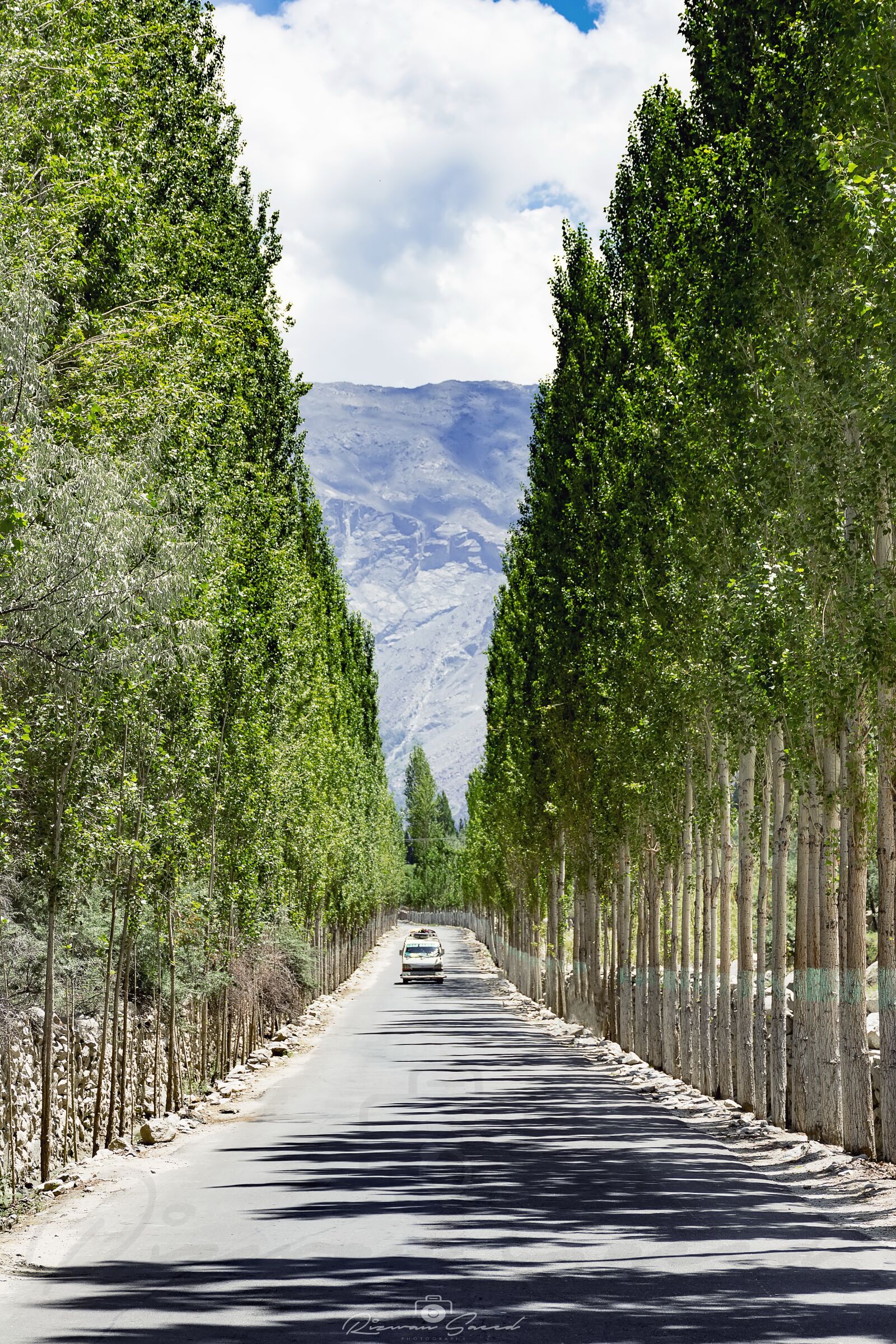 Nikon D7100 sample photo. Tree, avenue, beauty photography