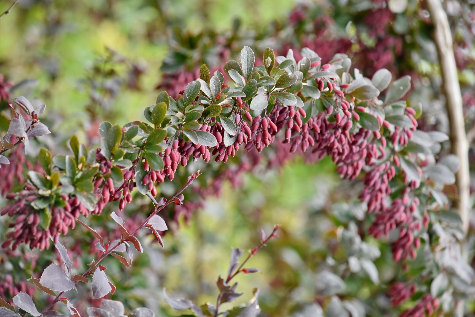 Nikon D5500 sample photo. Shrub, flora, branch, upclose photography