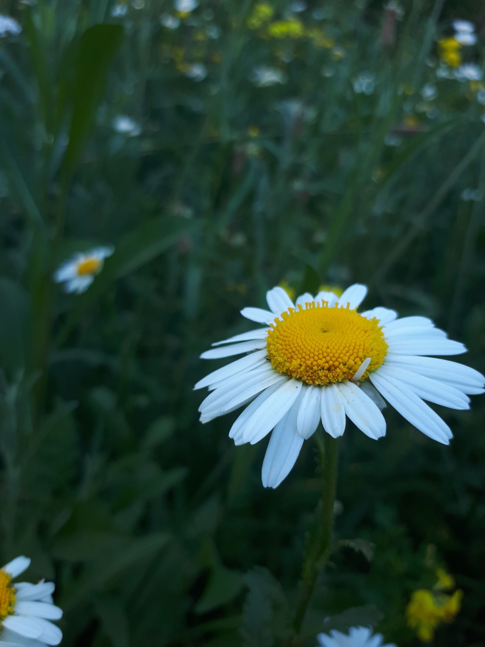 Samsung Galaxy A5(2017) sample photo. Daisies, yellow, daisy photography