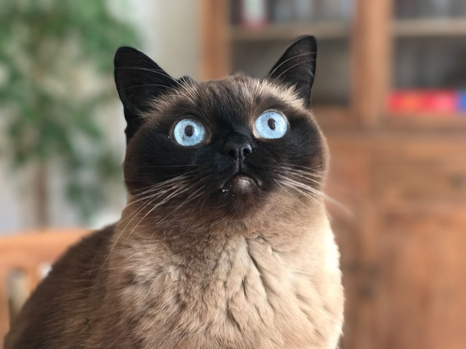 iPhone 7 Plus back dual camera 6.6mm f/2.8 sample photo. Cat, blue eye, portrait photography