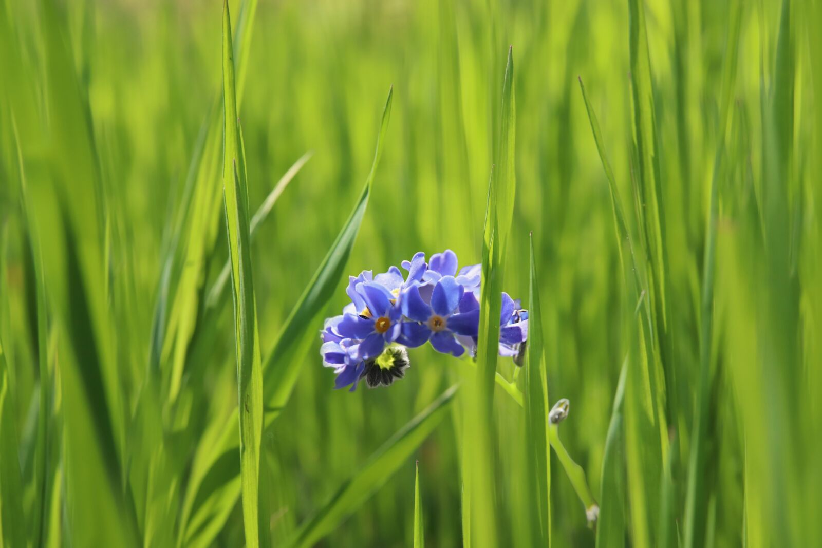 Canon EOS 800D (EOS Rebel T7i / EOS Kiss X9i) sample photo. Meadow, grass, forget me photography