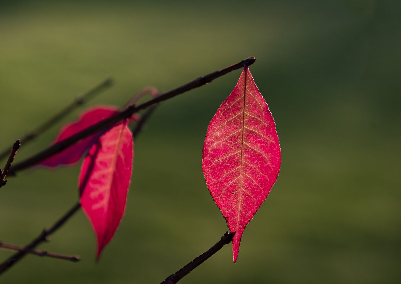 Nikon D750 sample photo. Autumn, leaf, leaves photography