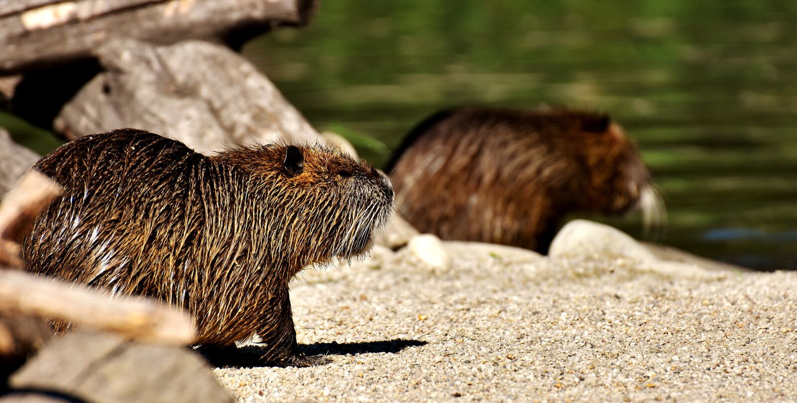 Nikon D7200 sample photo. Nutria, water rat, water photography