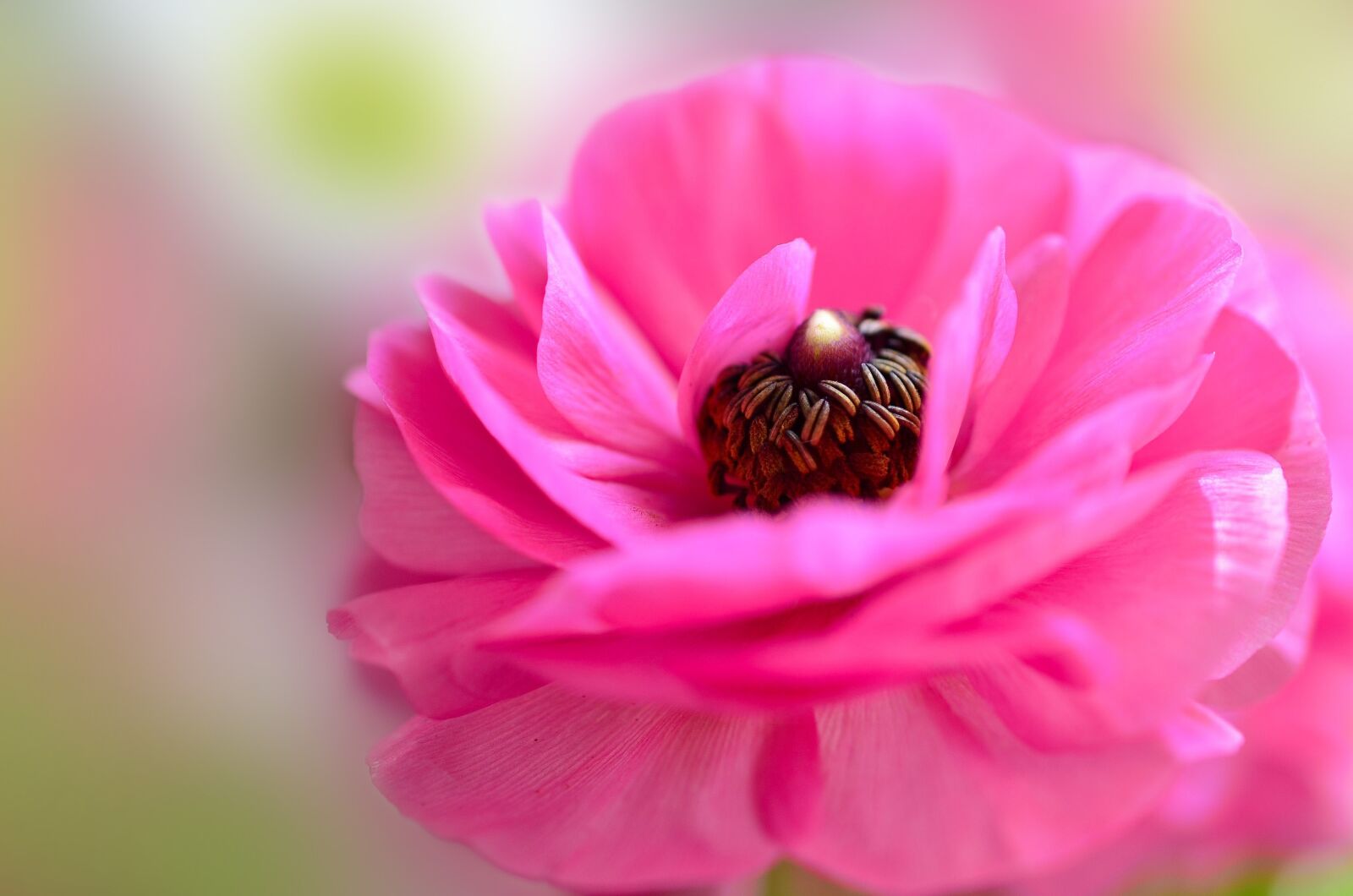 Nikon D7000 sample photo. Ranunculi, flower, pink photography