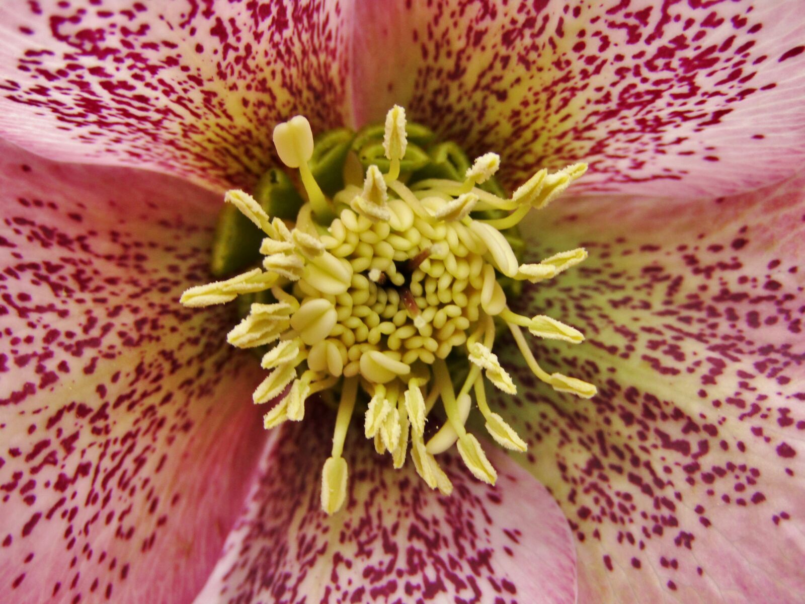 Canon POWERSHOT SX432 IS sample photo. Christmas rose, speckled, rose photography