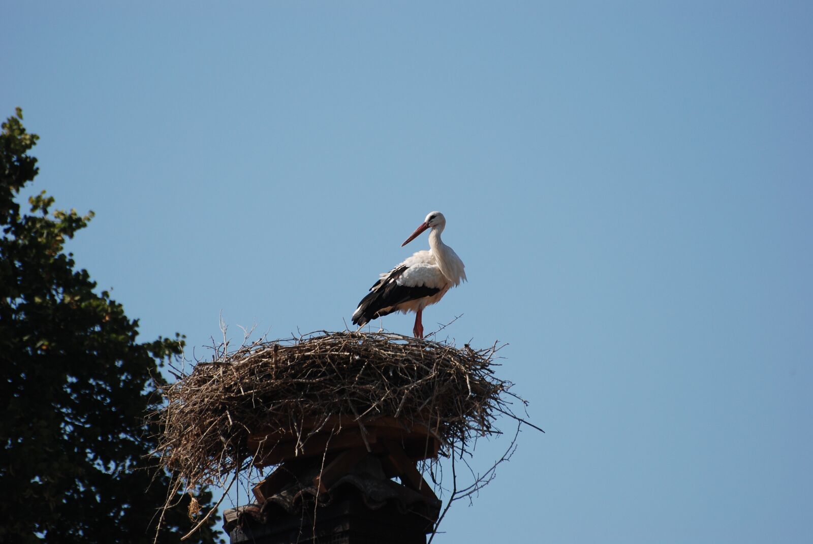 Nikon D80 sample photo. Stork, sky, nest photography