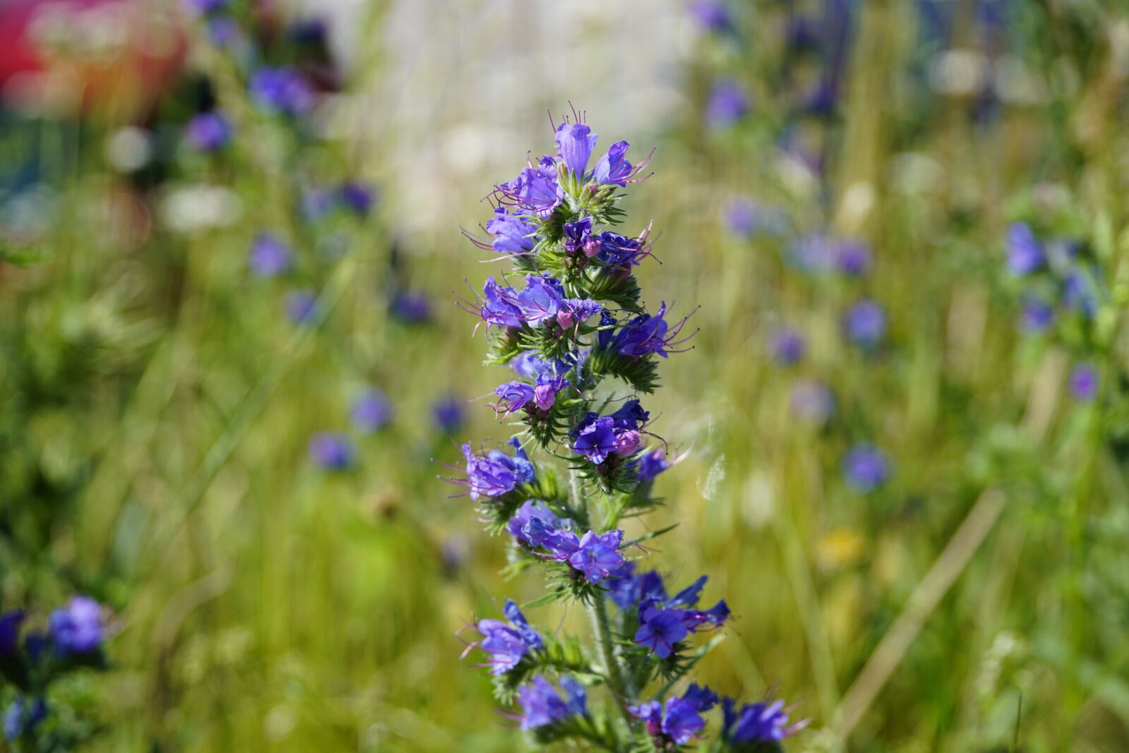 Sony E PZ 18-105mm F4 G OSS sample photo. Echium, flowers, blue photography