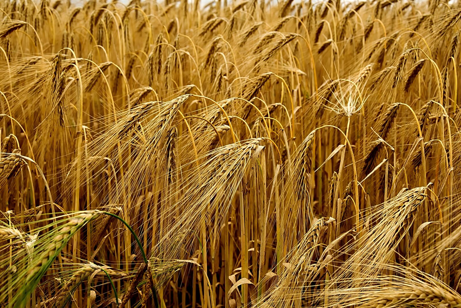 Nikon D3300 sample photo. Cereals, field, barley photography