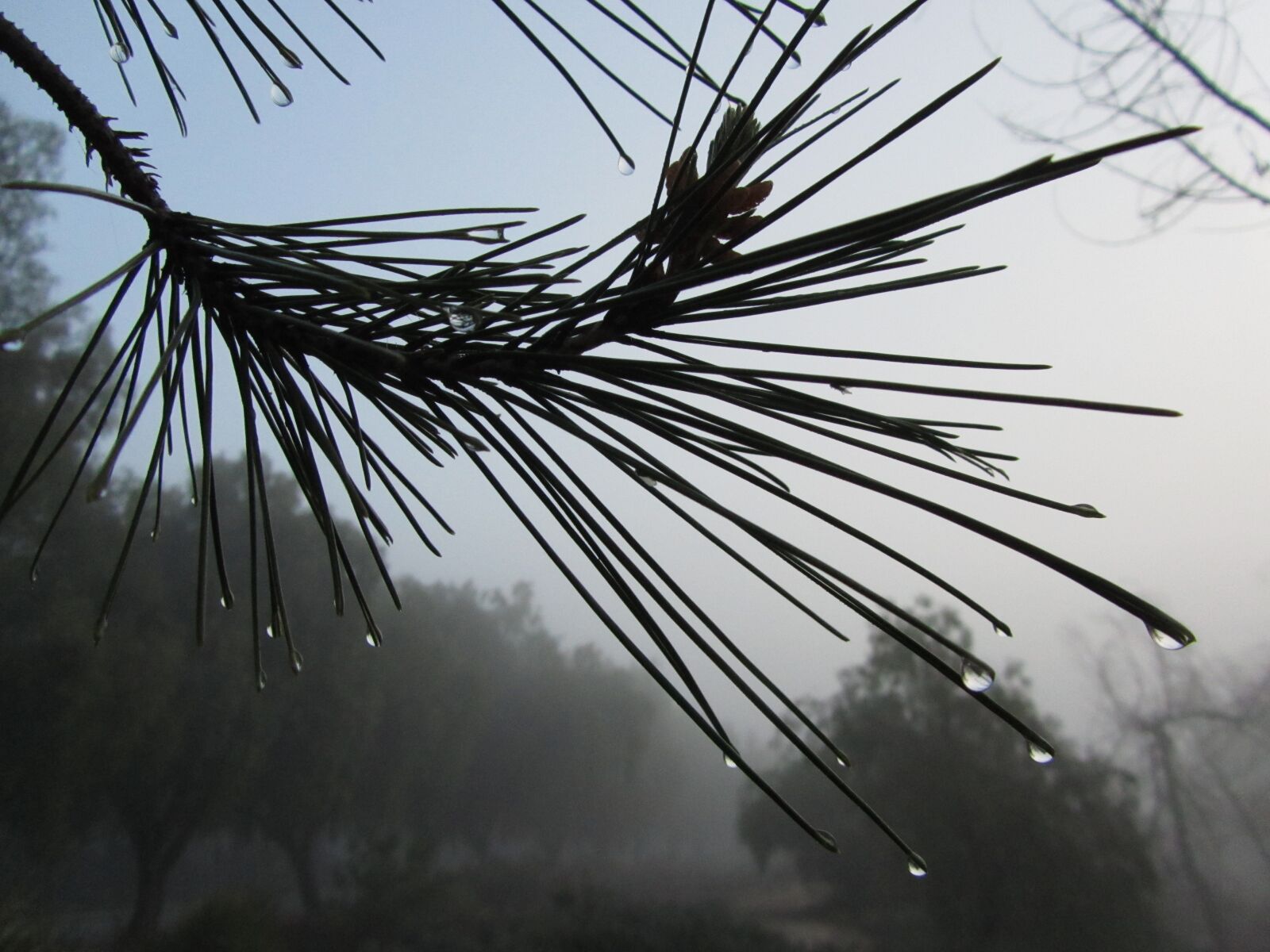 Canon PowerShot SX210 IS sample photo. Mist, raindrop, branch photography