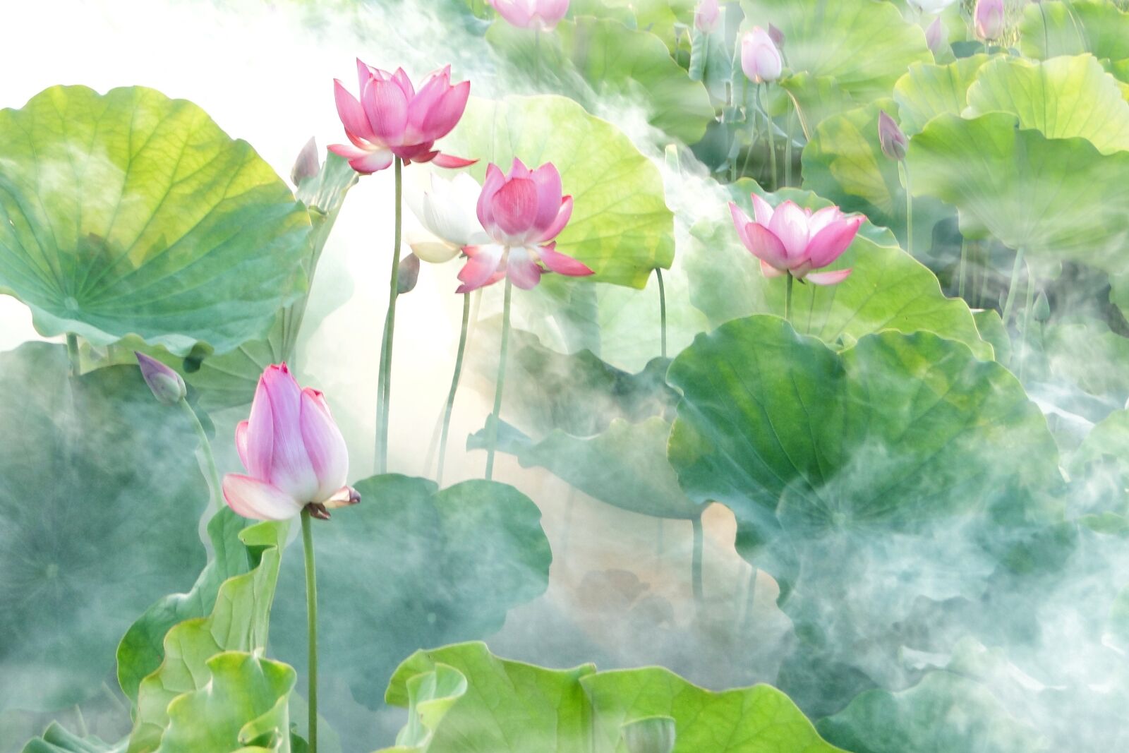 Sony Cyber-shot DSC-HX1 sample photo. Lotus, summer, fantasy photography