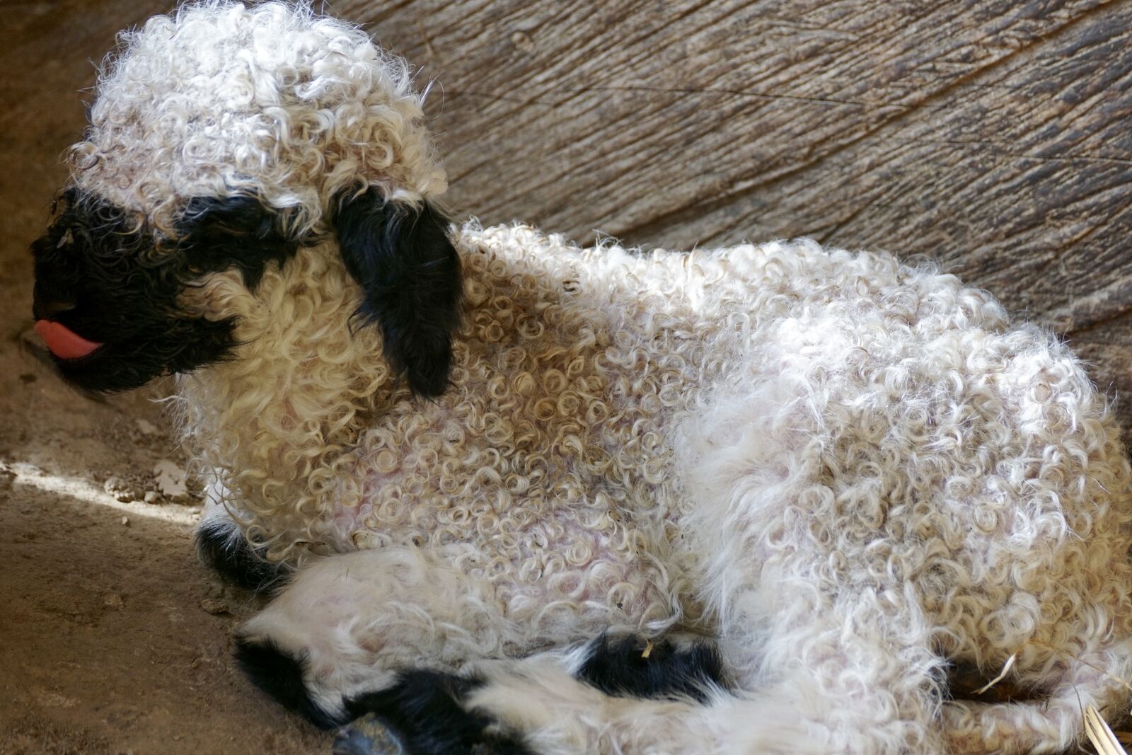Sony DT 55-300mm F4.5-5.6 SAM sample photo. Black nosed sheep, sheep photography