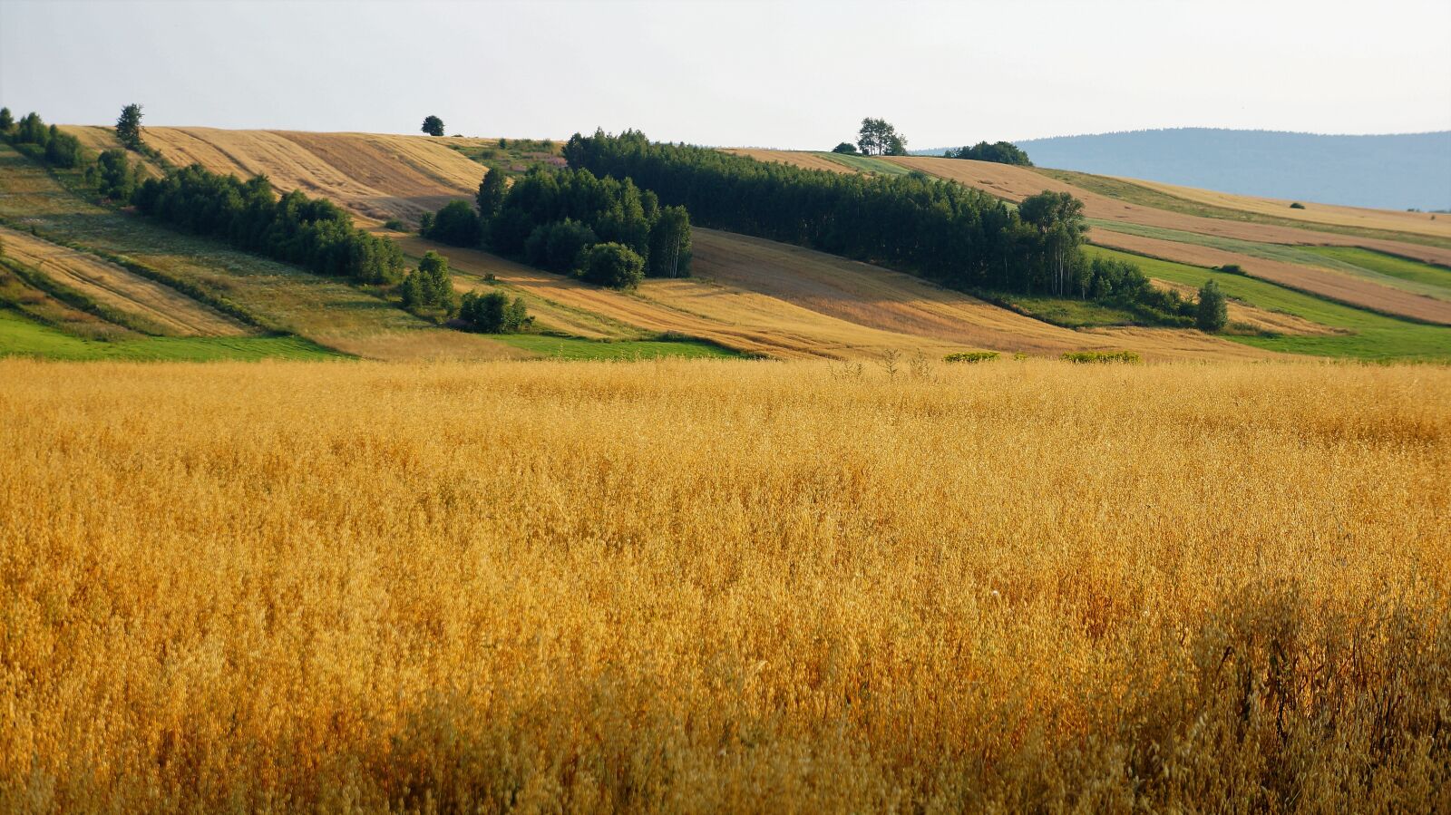 Sony Alpha NEX-5N sample photo. Wheat, field, trim photography