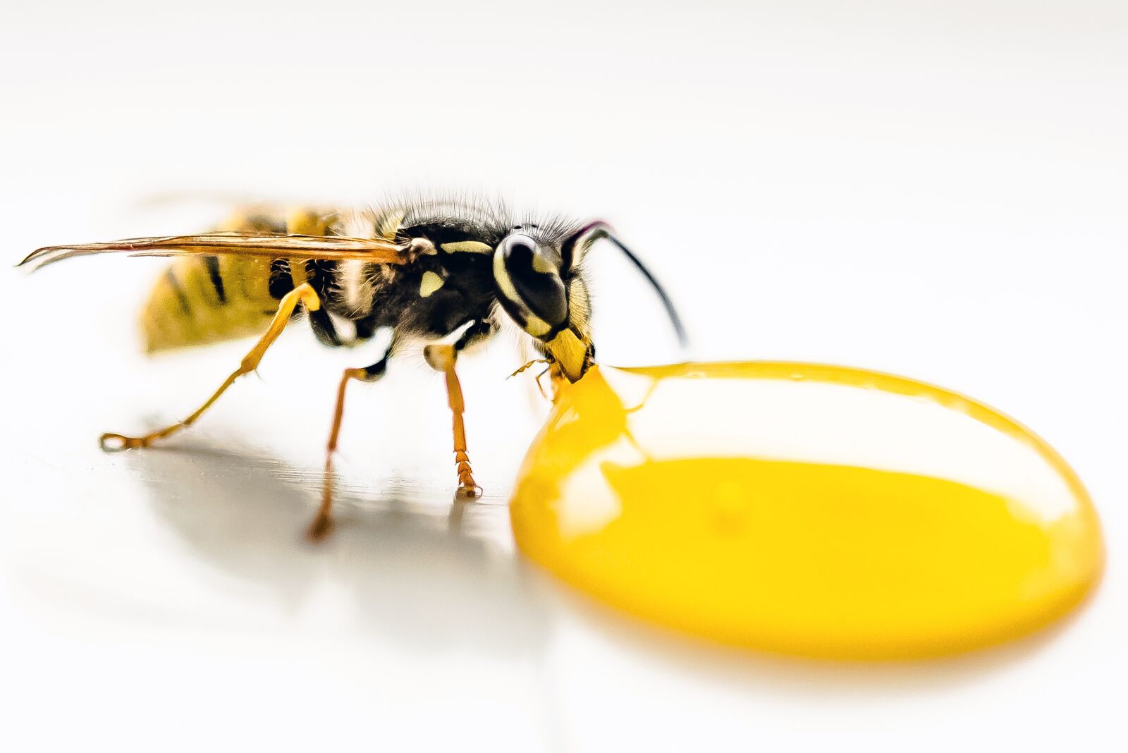 Nikon D600 sample photo. Wasp, drinking, lemon photography