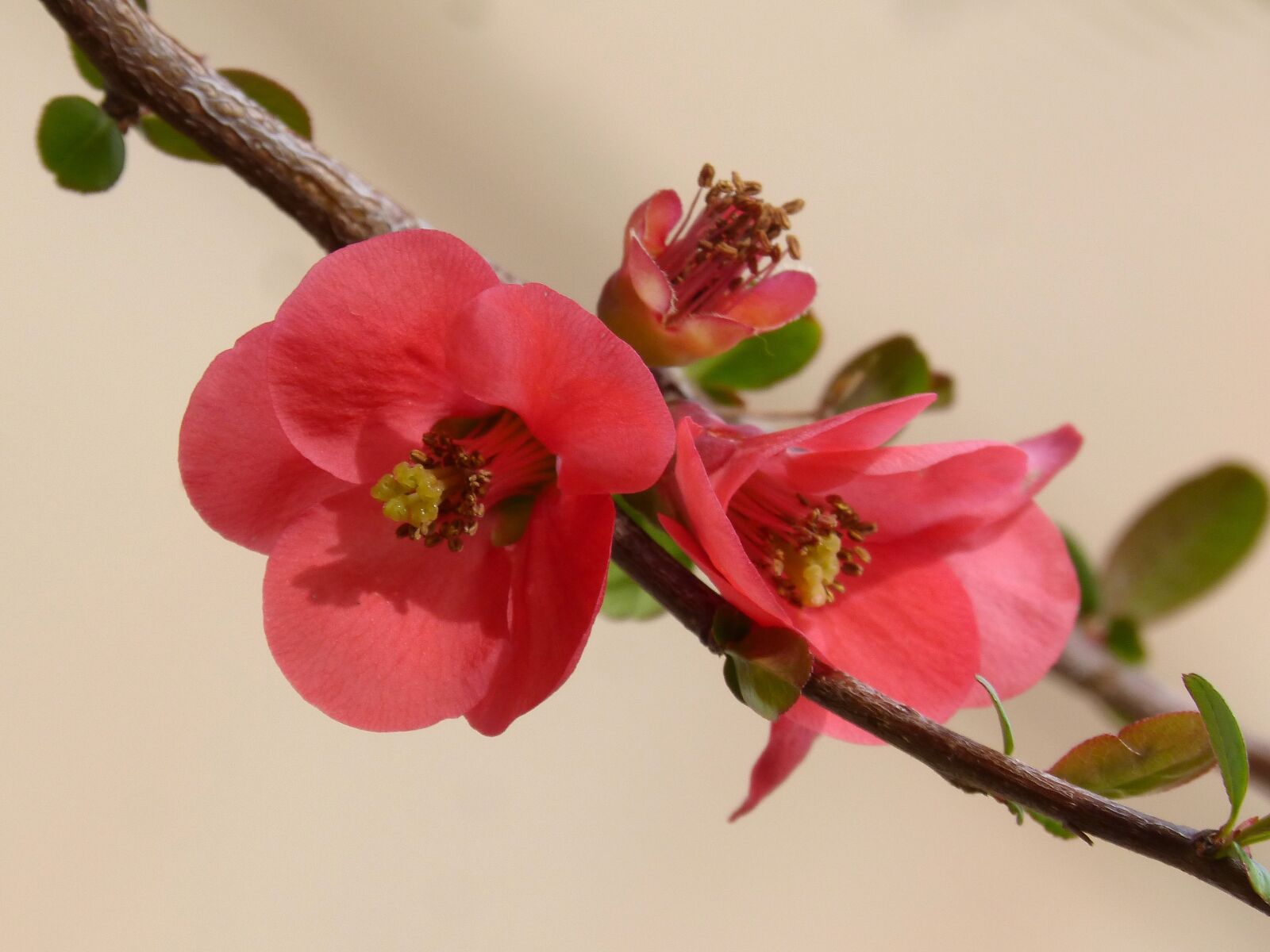 Panasonic DMC-FZ62 sample photo. Flower, detail, flowery branch photography