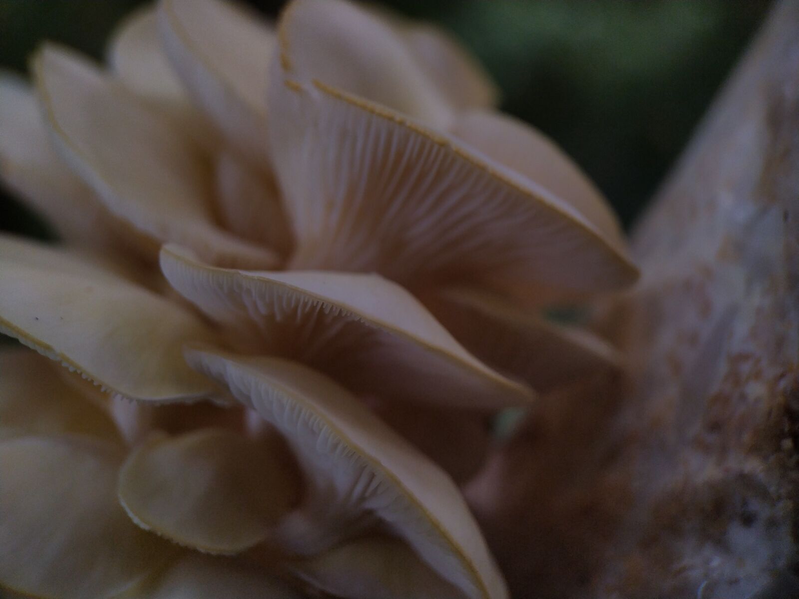 Xiaomi Redmi Note 8T sample photo. Mushroom, mushrooms, tree fungus photography