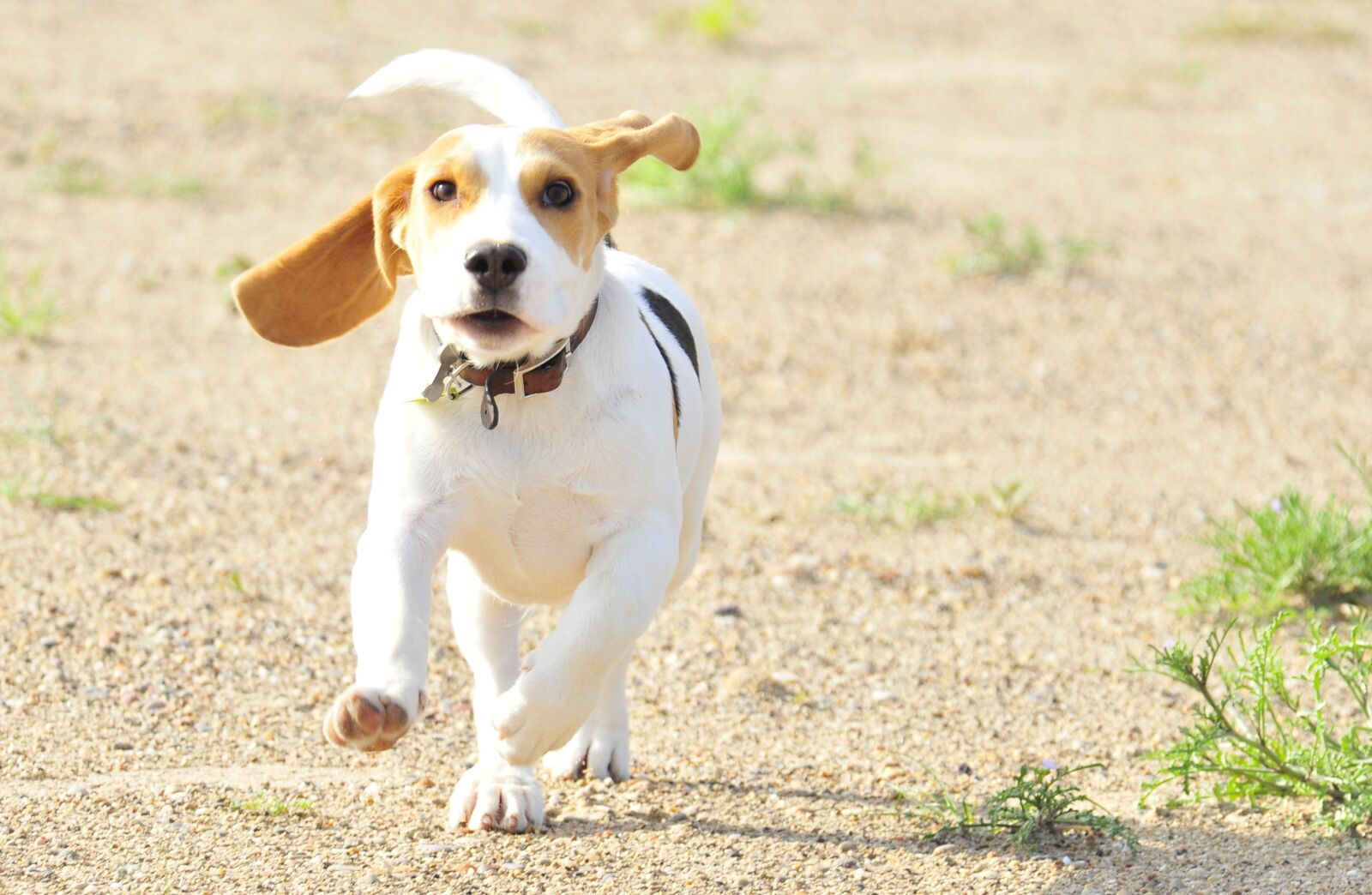 Nikon D300 sample photo. Pet, animal, puppy photography