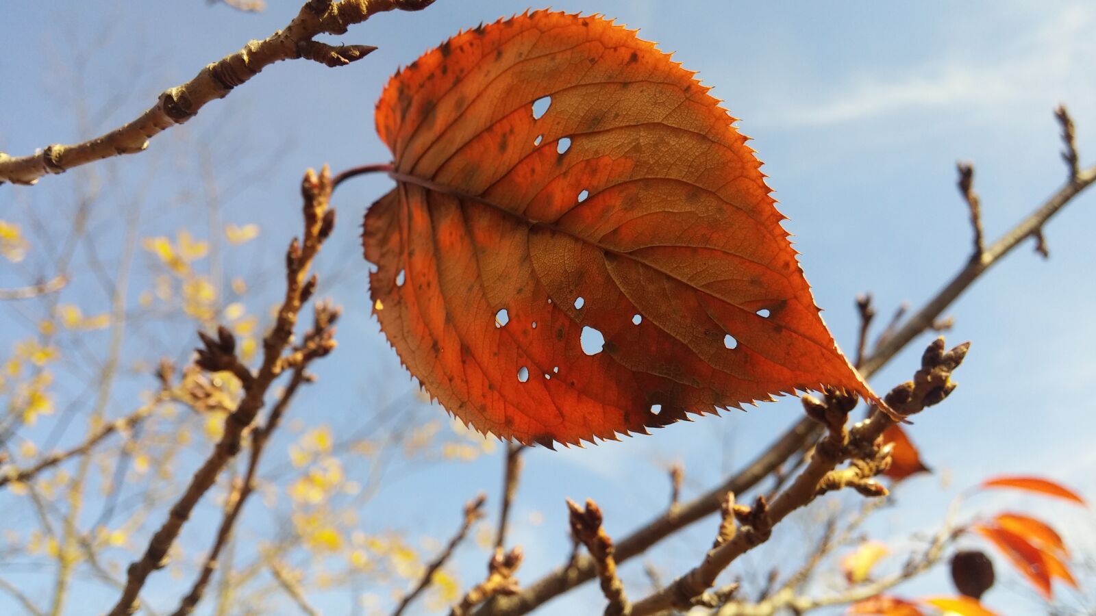 LG G3 sample photo. Fall, leaf, sky photography