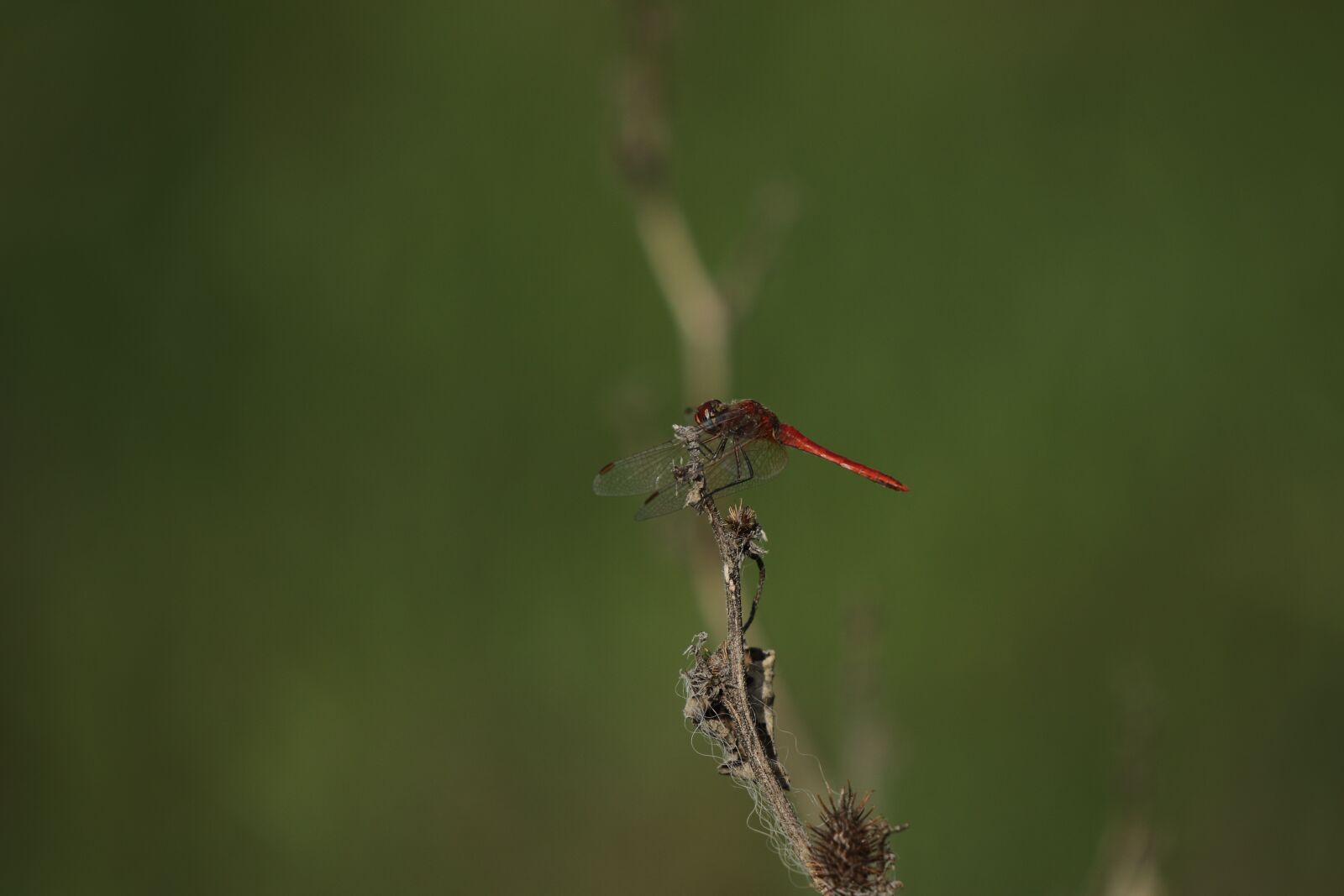 Canon EOS 7D Mark II sample photo. Dragonfly, nature, insect photography