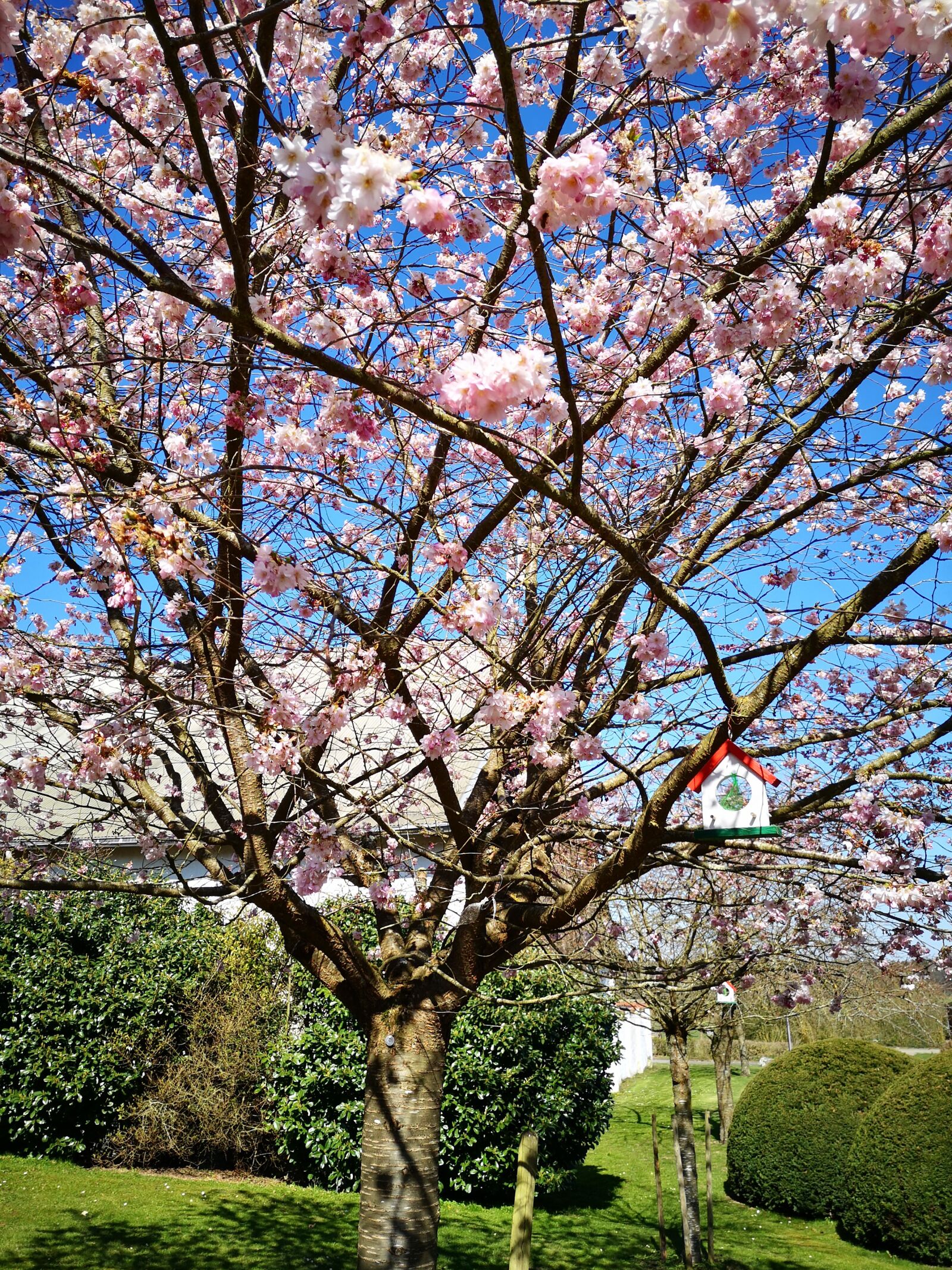 HUAWEI P20 sample photo. Cherry tree, spring, tree photography
